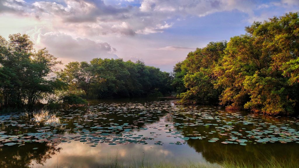 Pond landscape - PixaHive