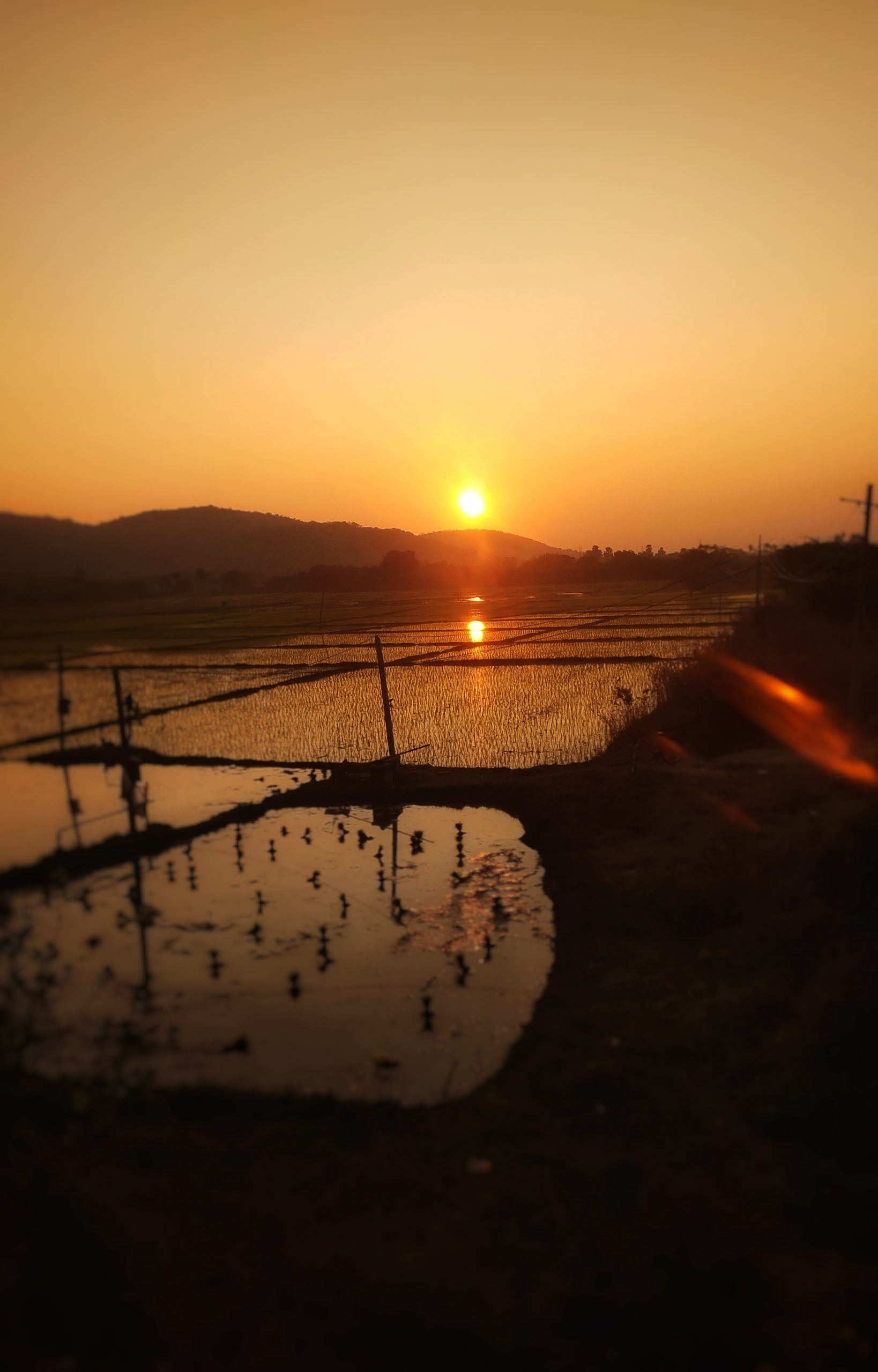 Sunrise through paddy fields