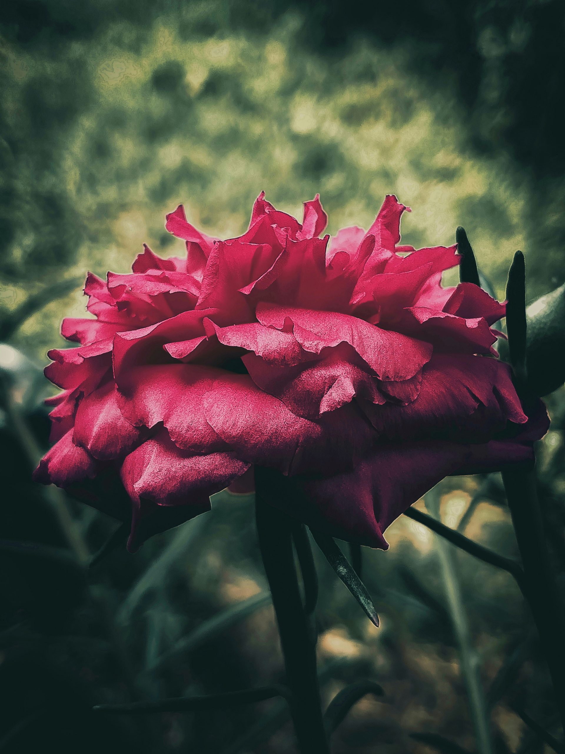 Portulaca grandiflora flower