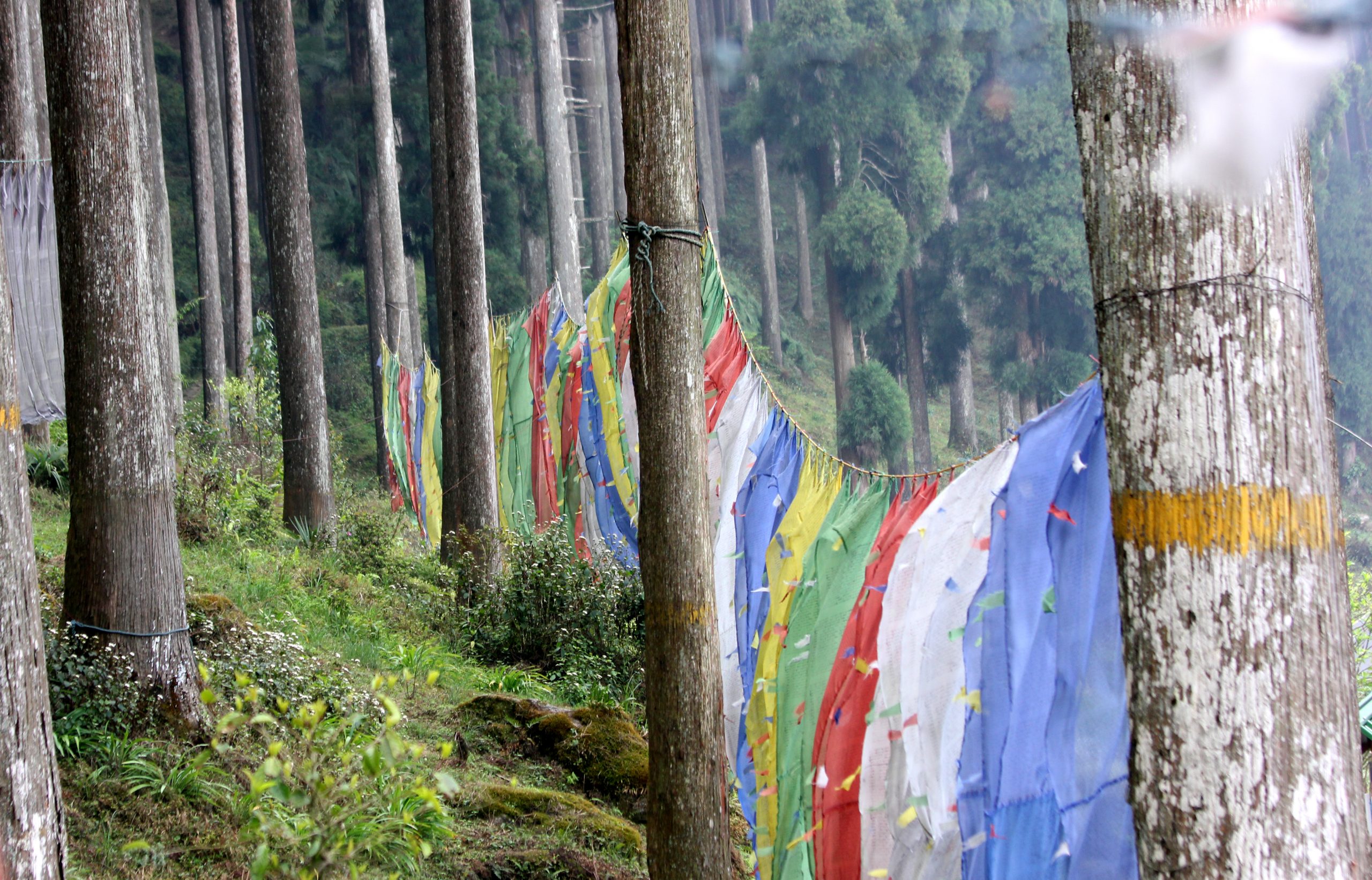 Prayer flags tied on trees