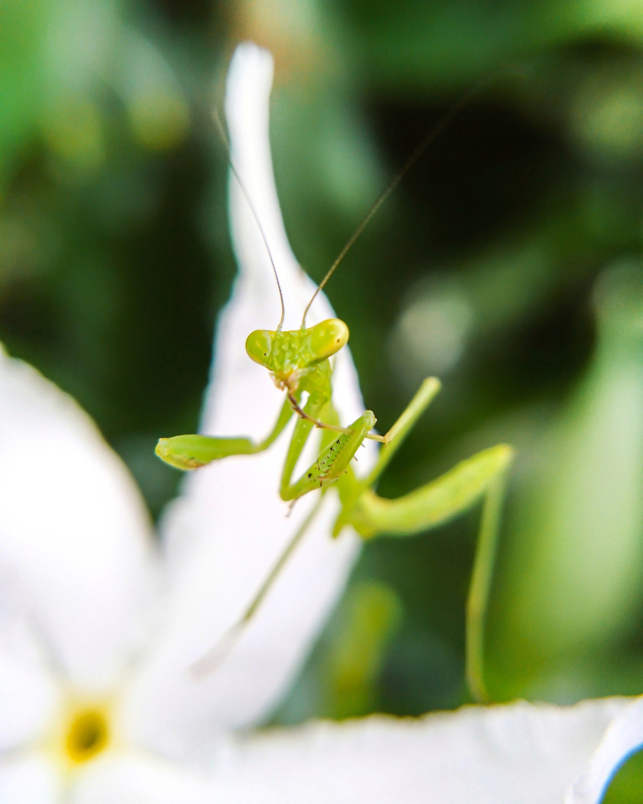 Praying Mantis in focus