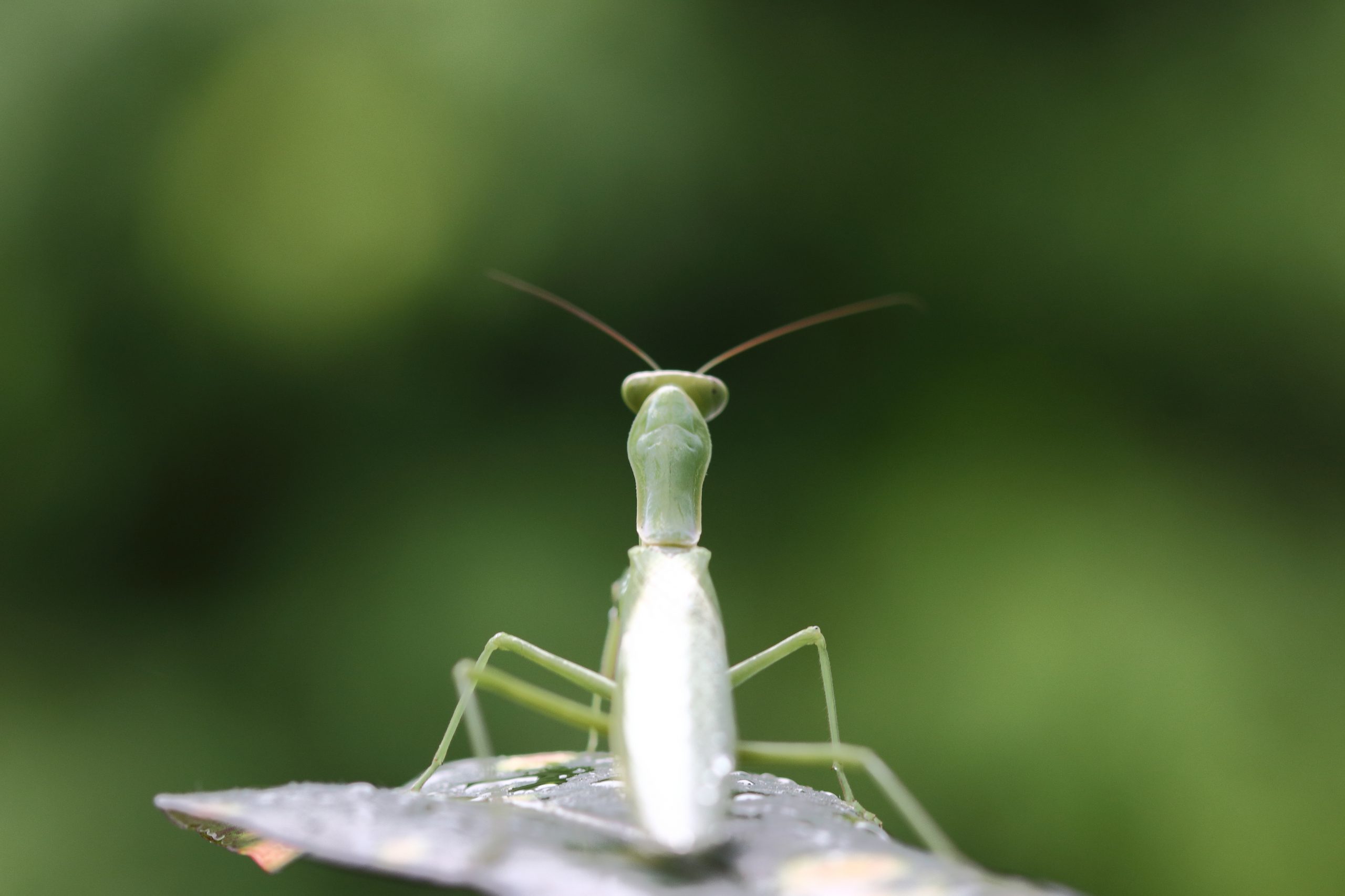 Praying mantis in the wet leaf