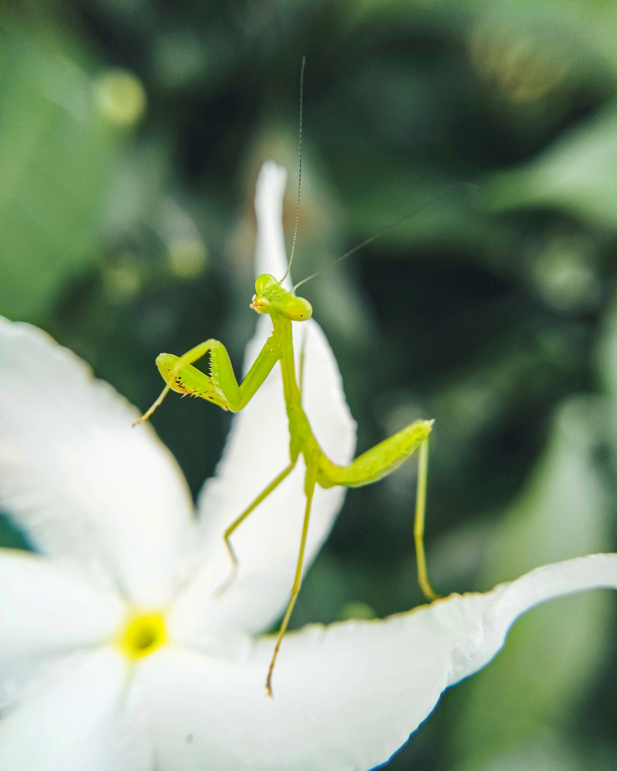 Praying mantis on white flower
