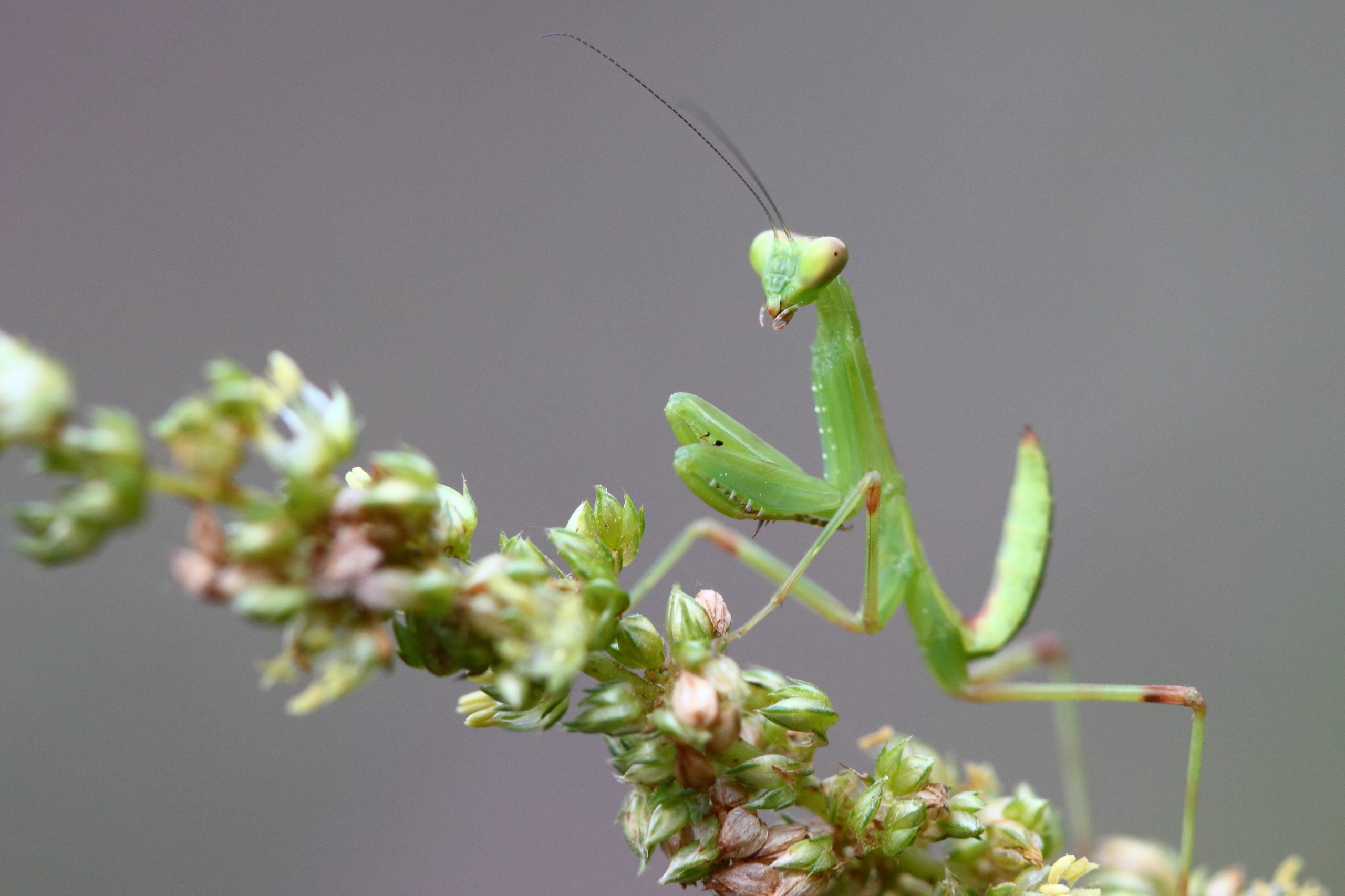 A green mentis on a plant