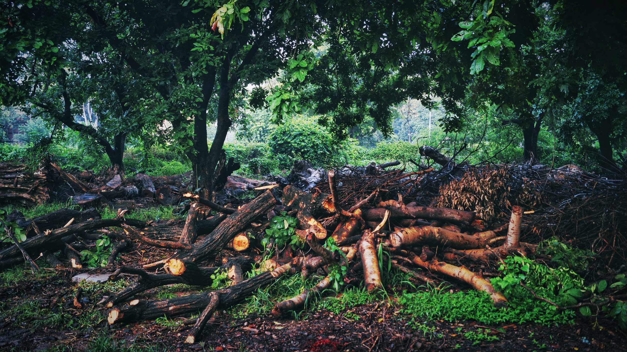 Pruned dry tree branches