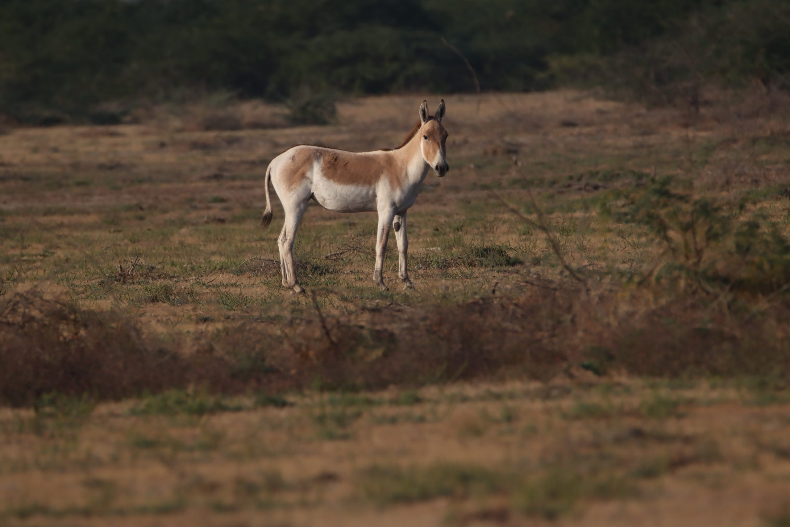 Przewalski's horse in the forest