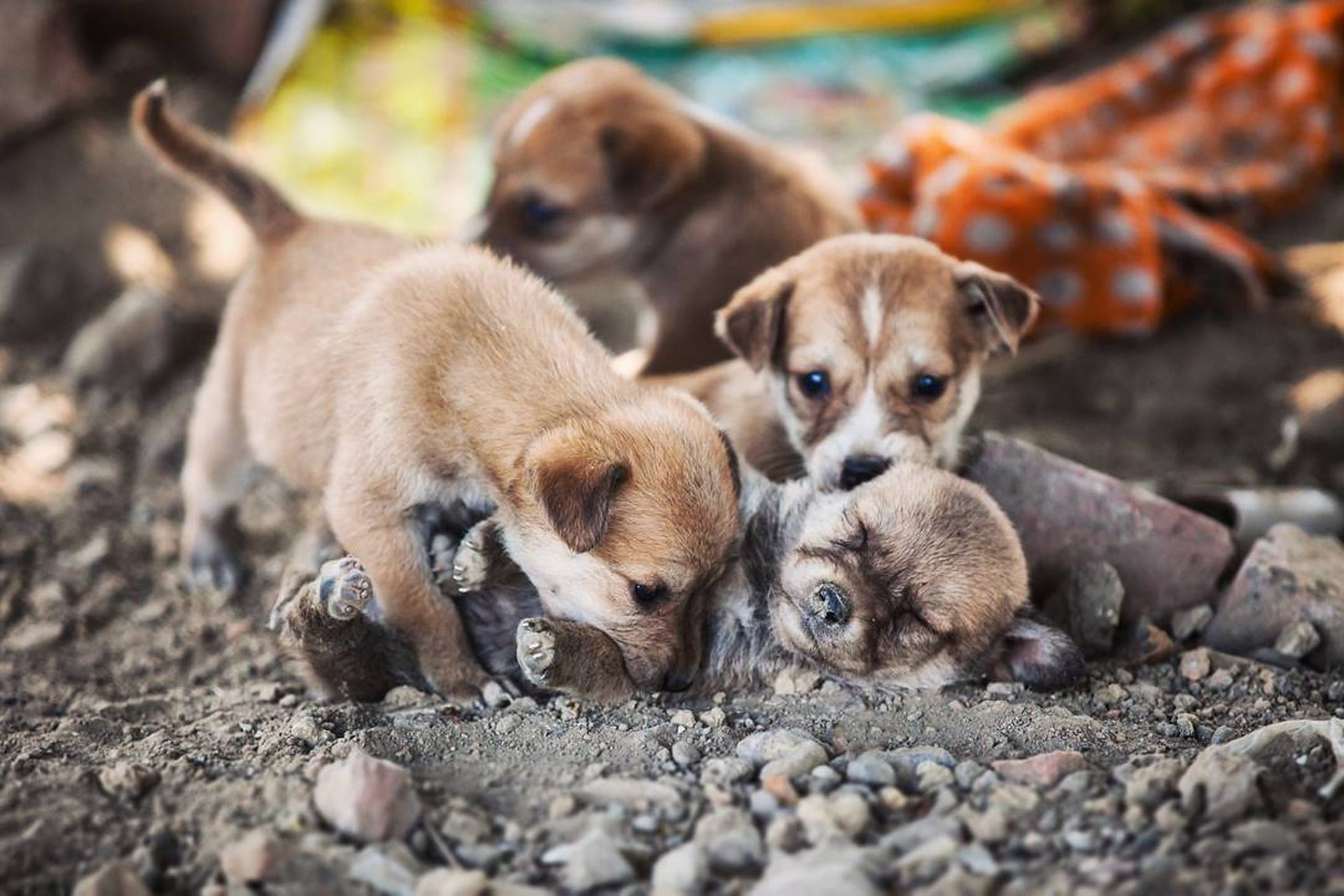 Puppies in the Ground on Focus