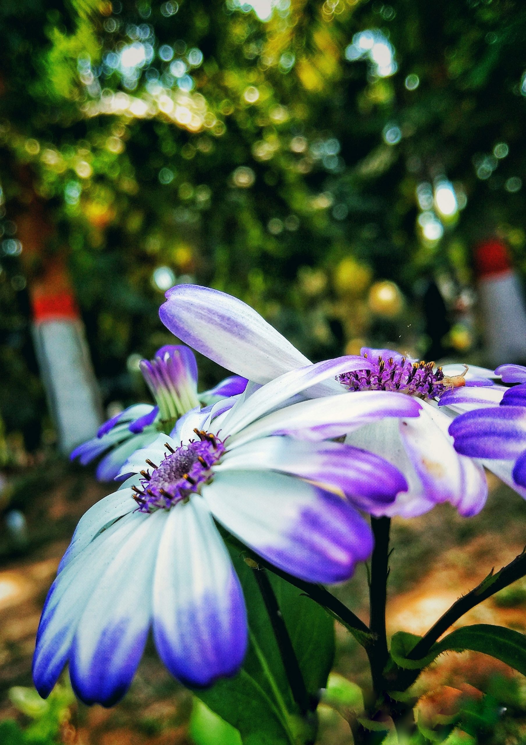 Purple Flower