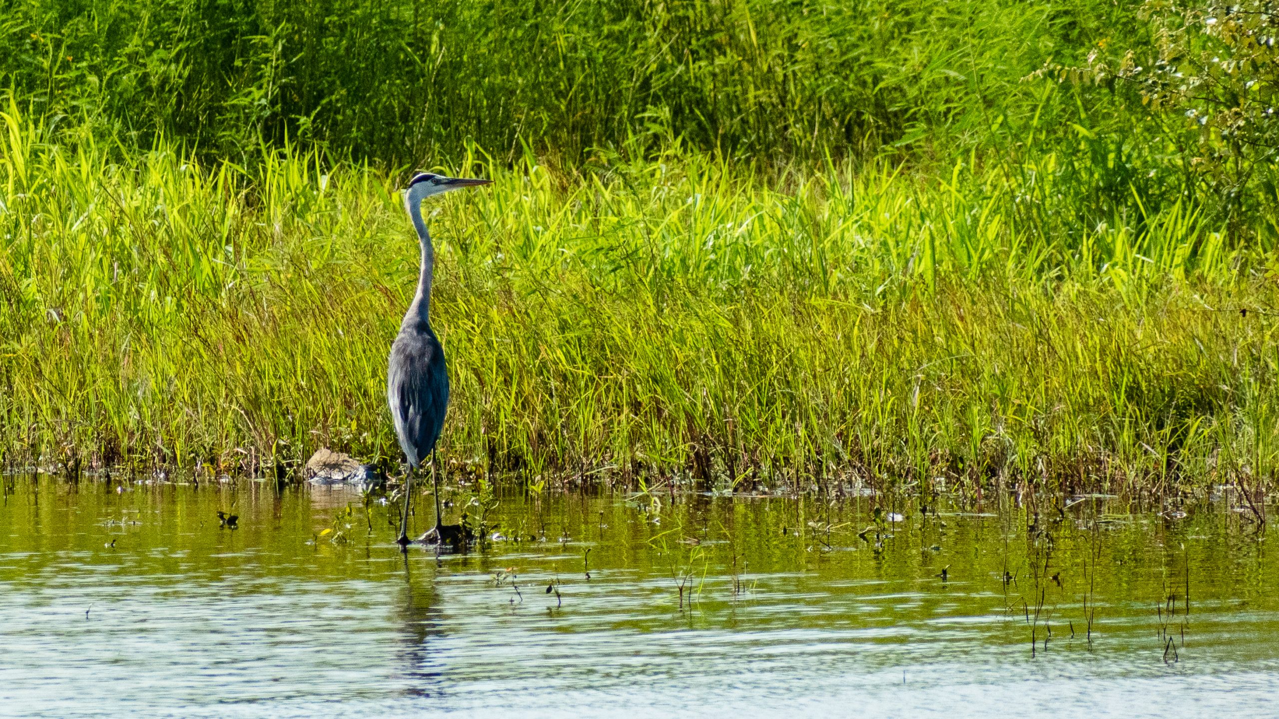 A heron stranded in water