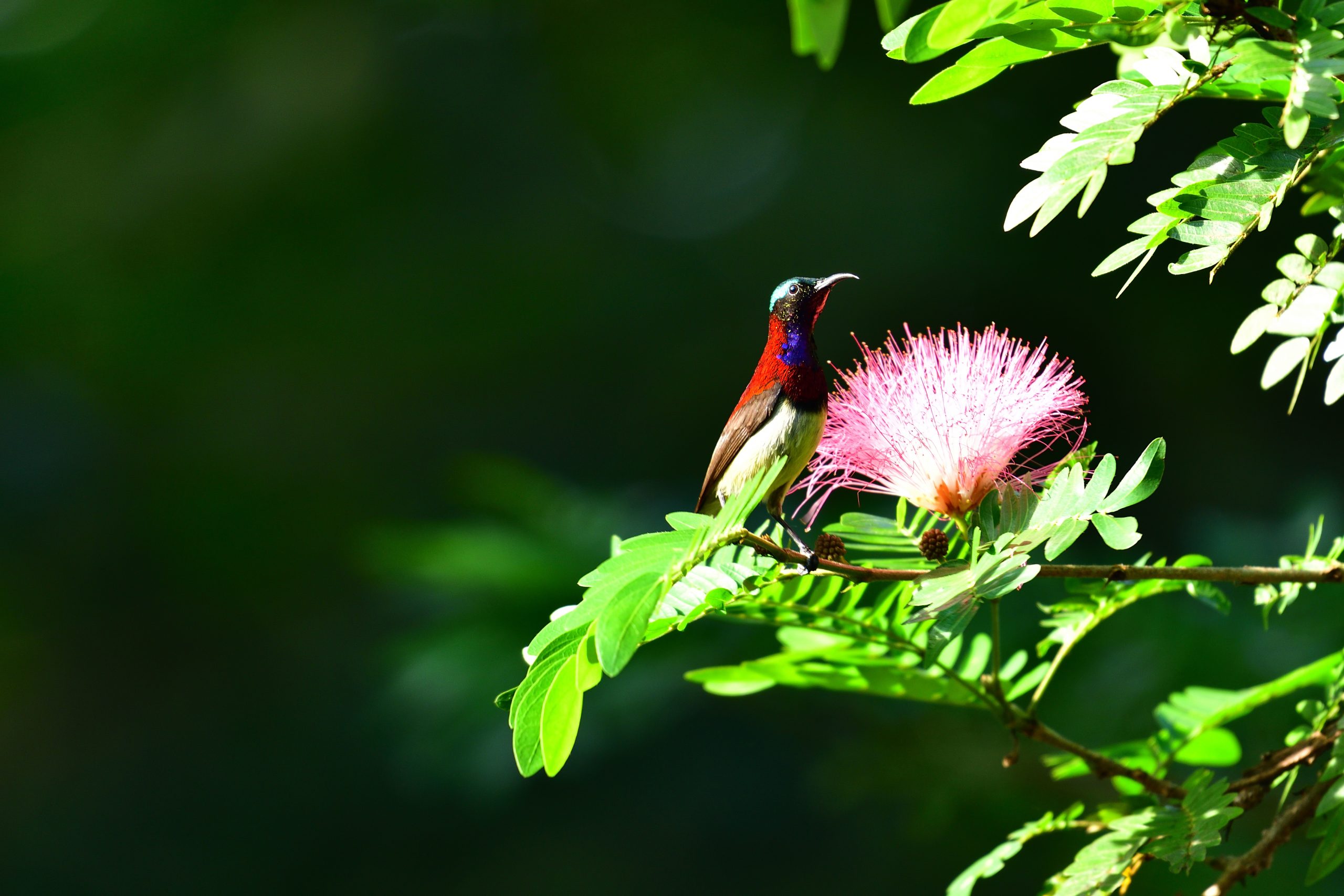 sunbird perched on branch