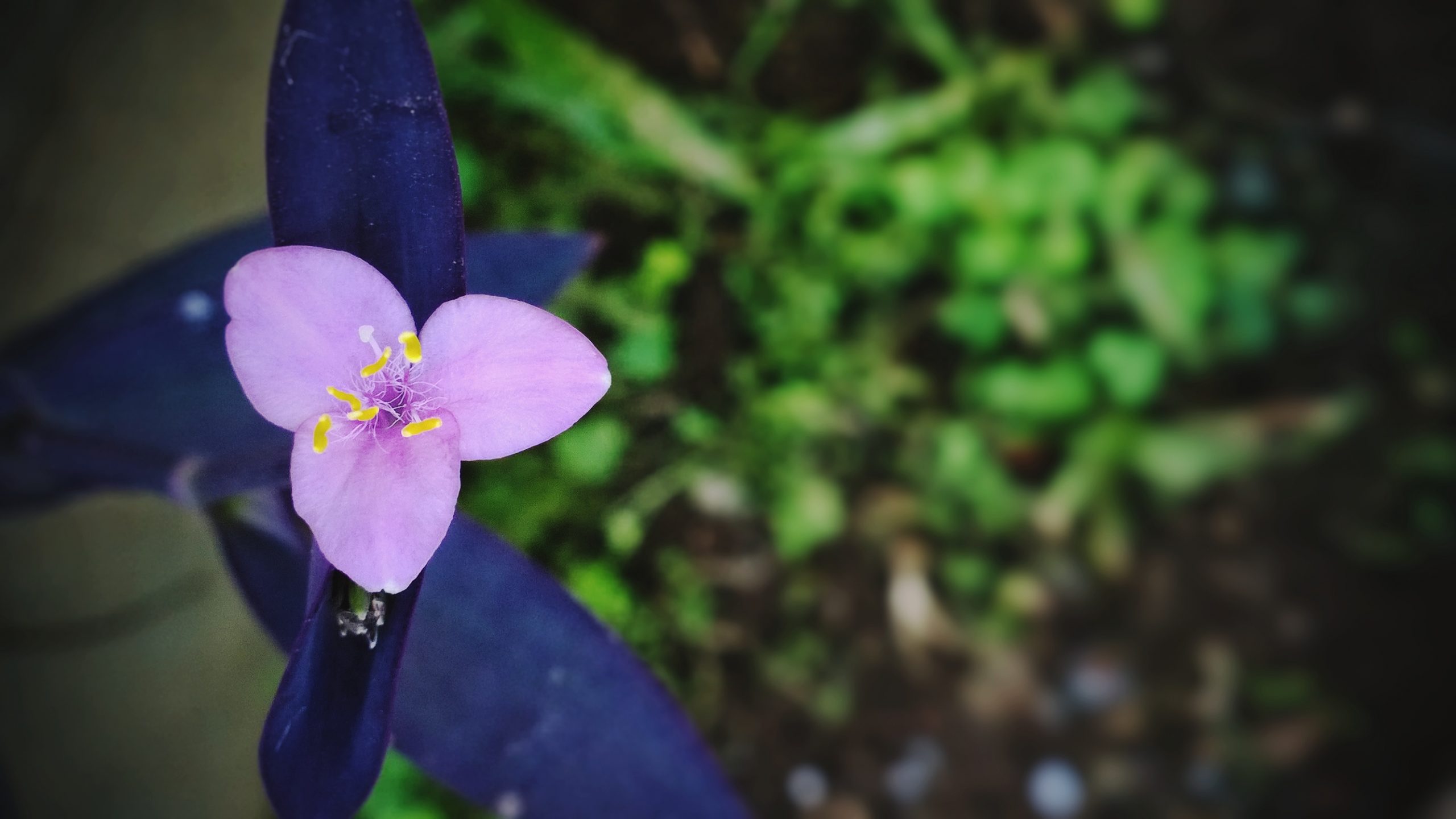 Purple Spiderwort Flower