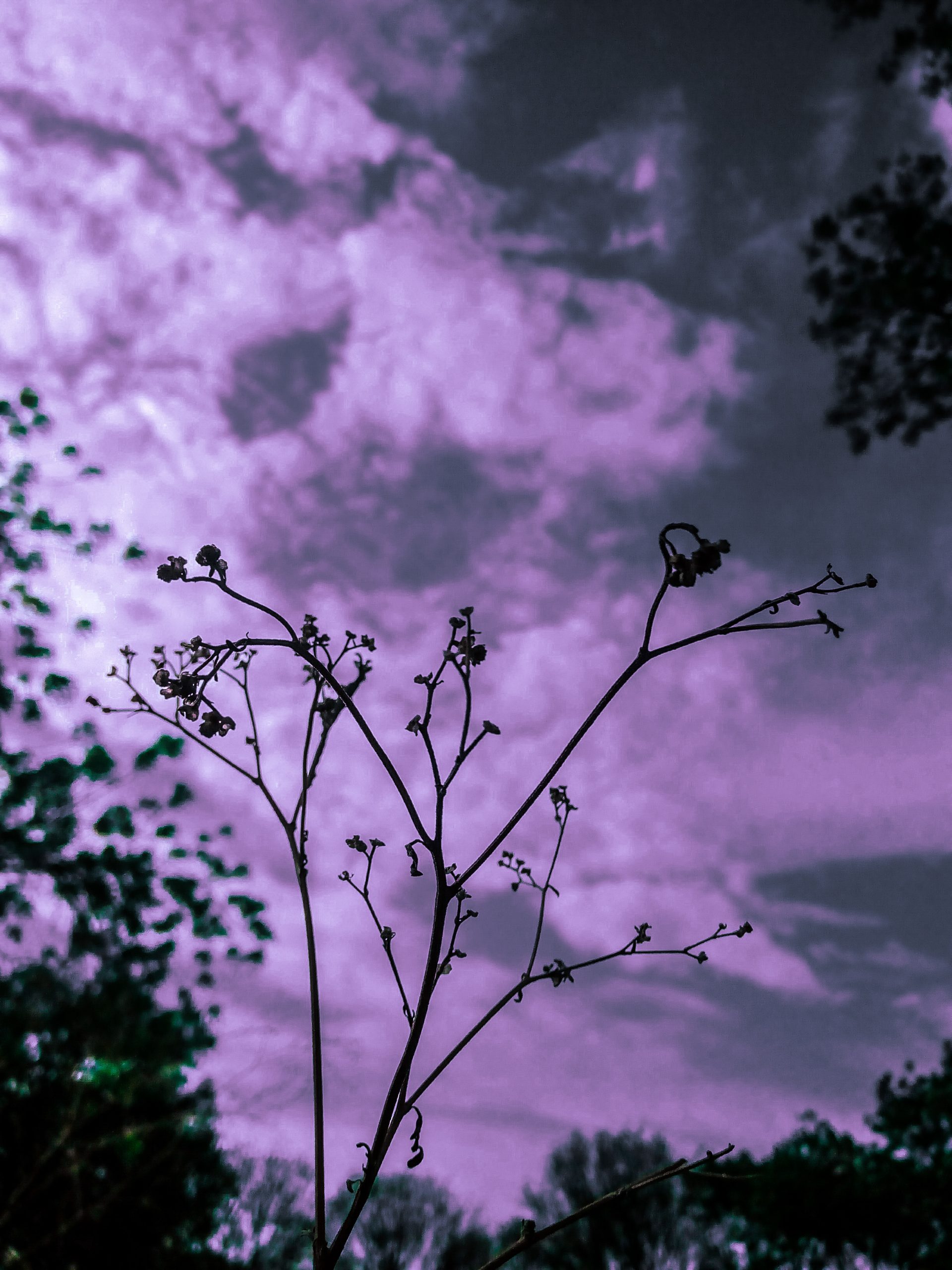 Purple cloudy sky.