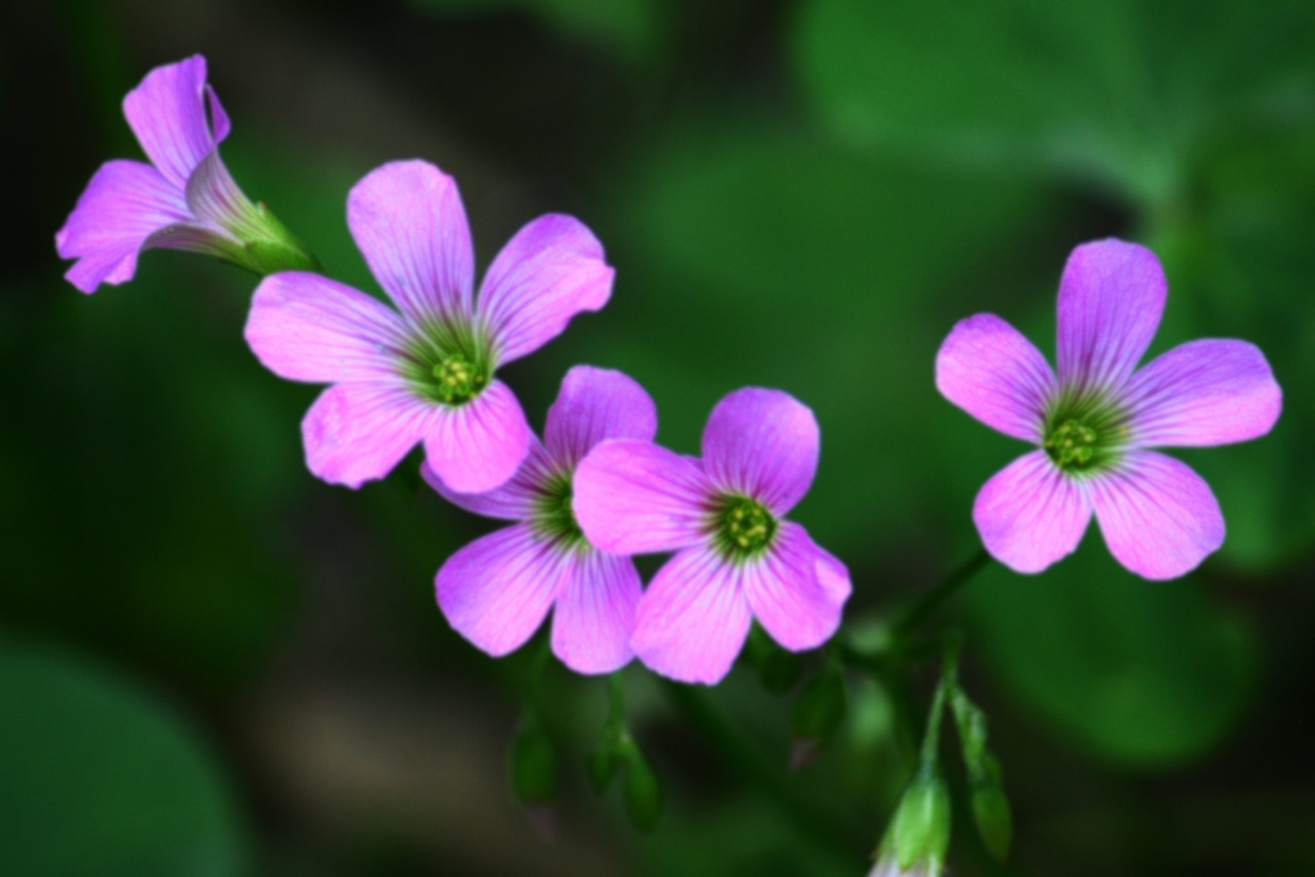 Purple flowers with green center