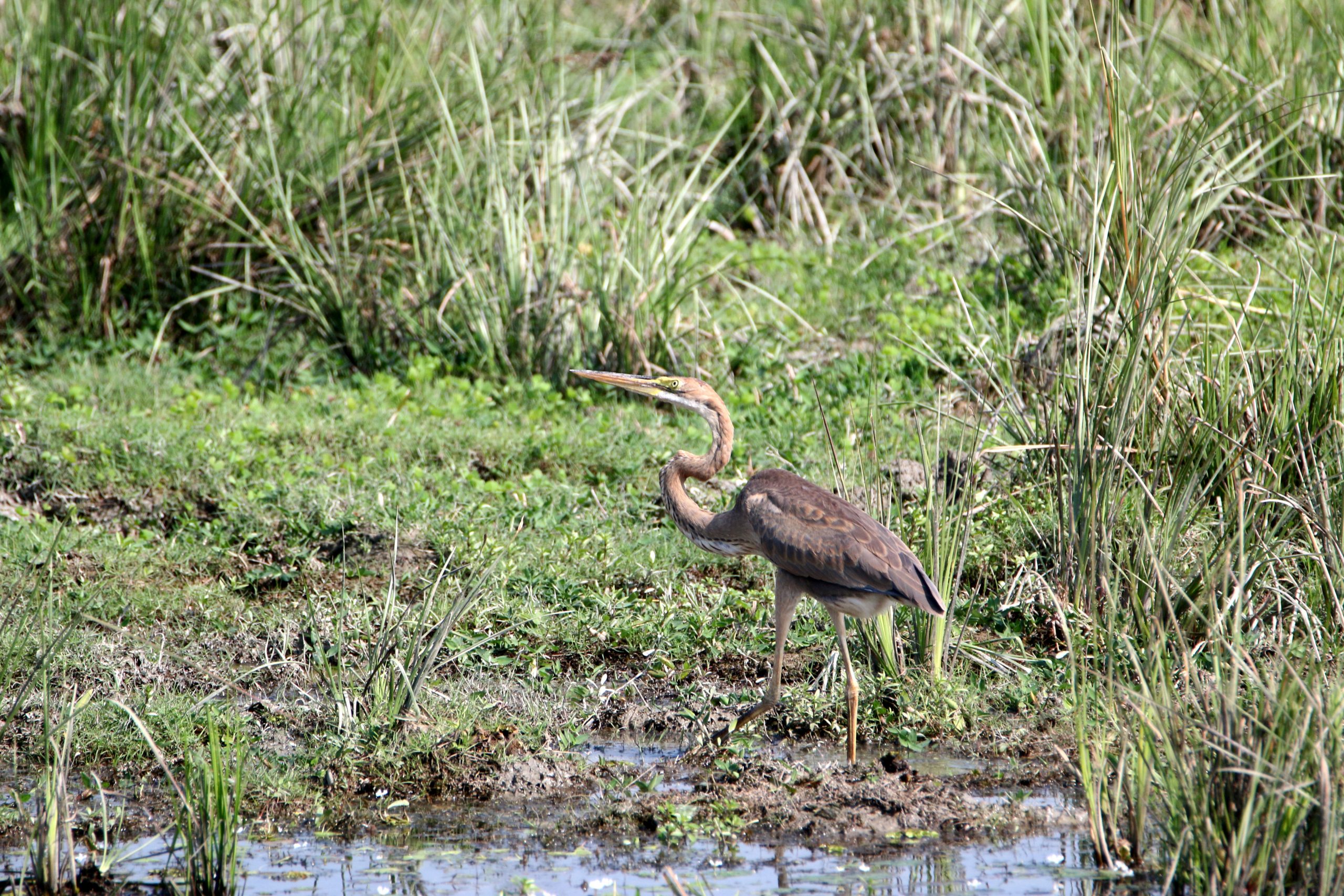 Purple heron