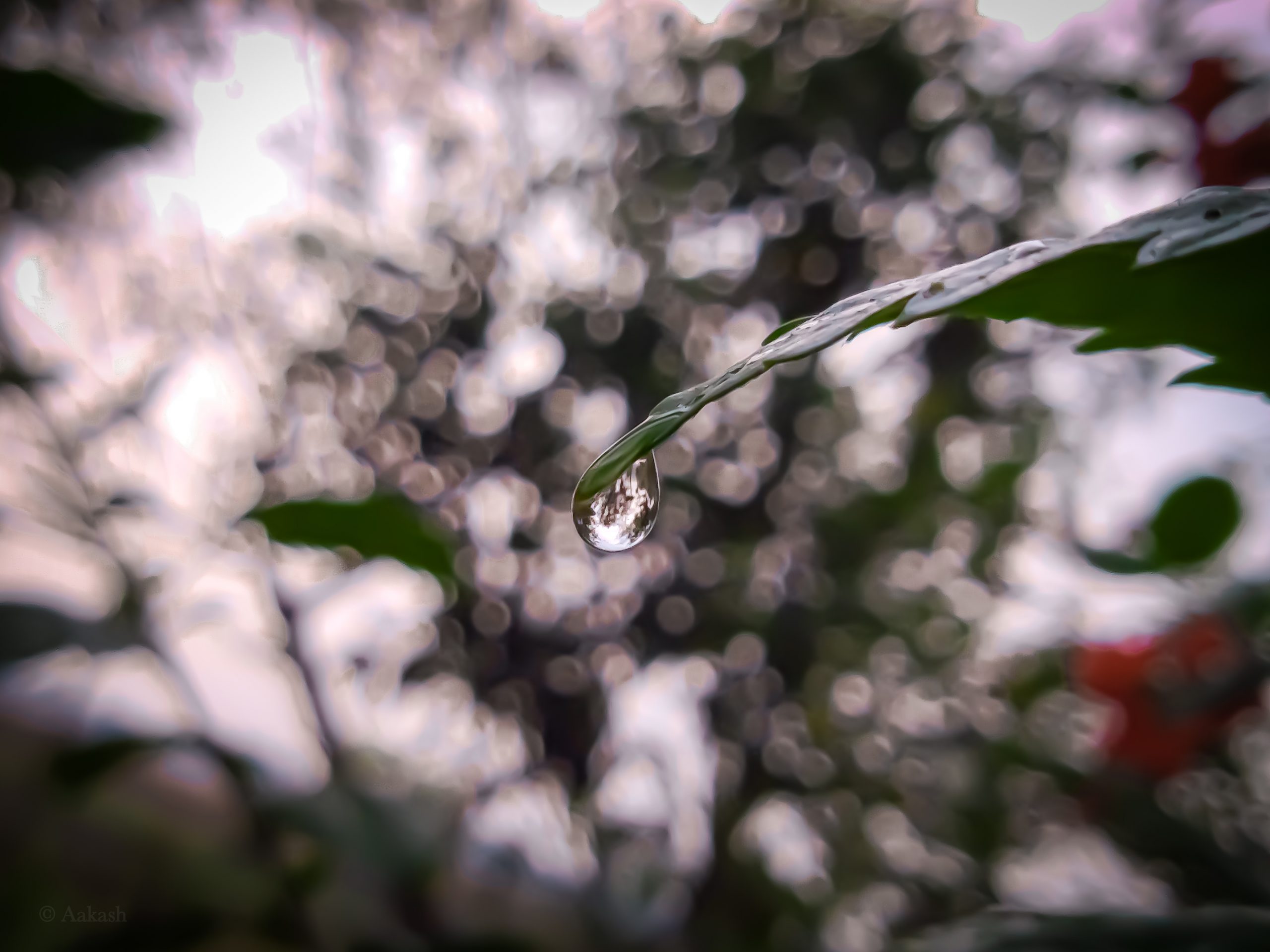 Rain droplet at the tip of a leaf