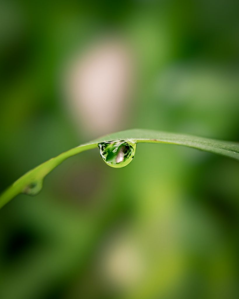 Rain Drop On Grass Edge - Pixahive