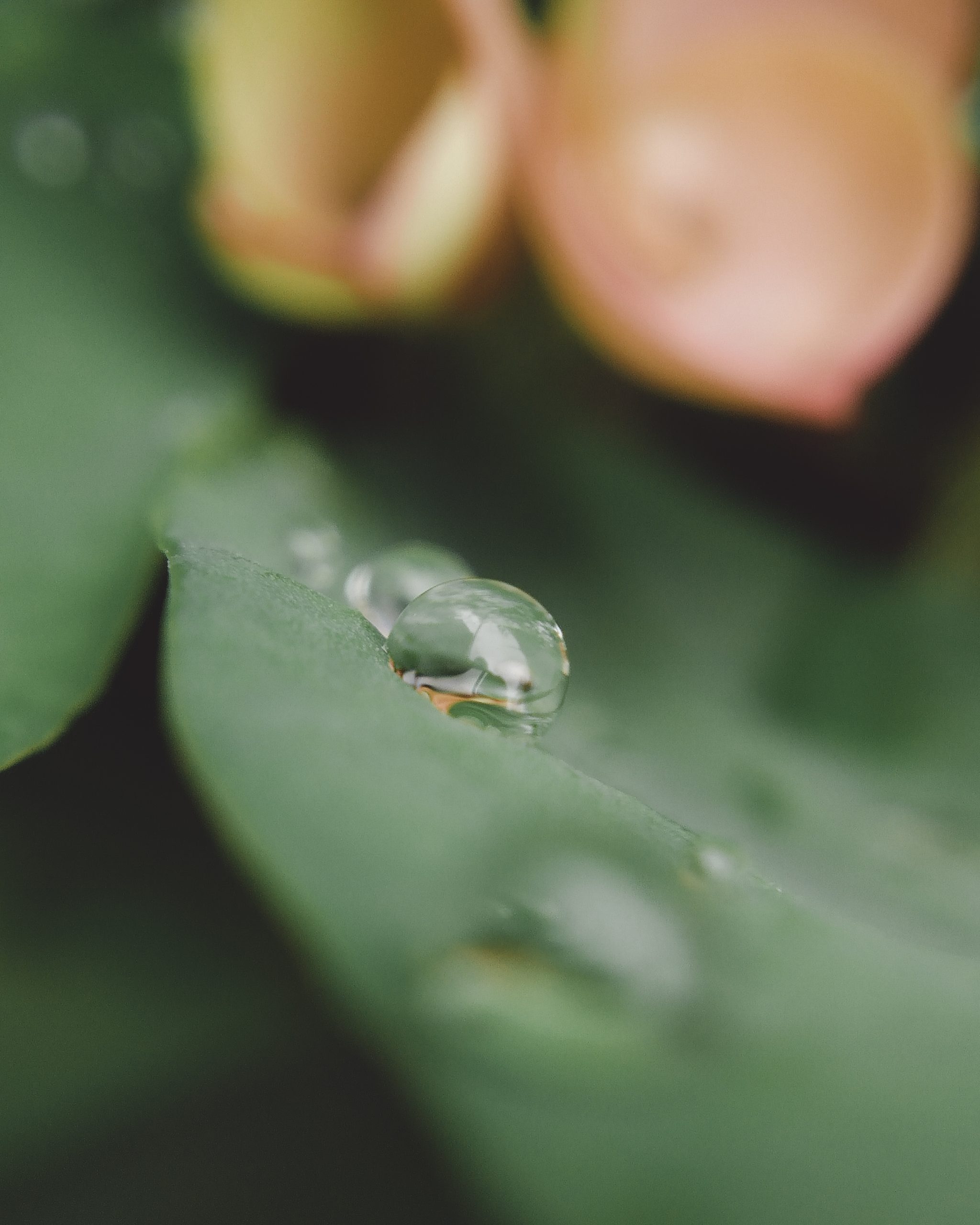 Rain drop on leaf