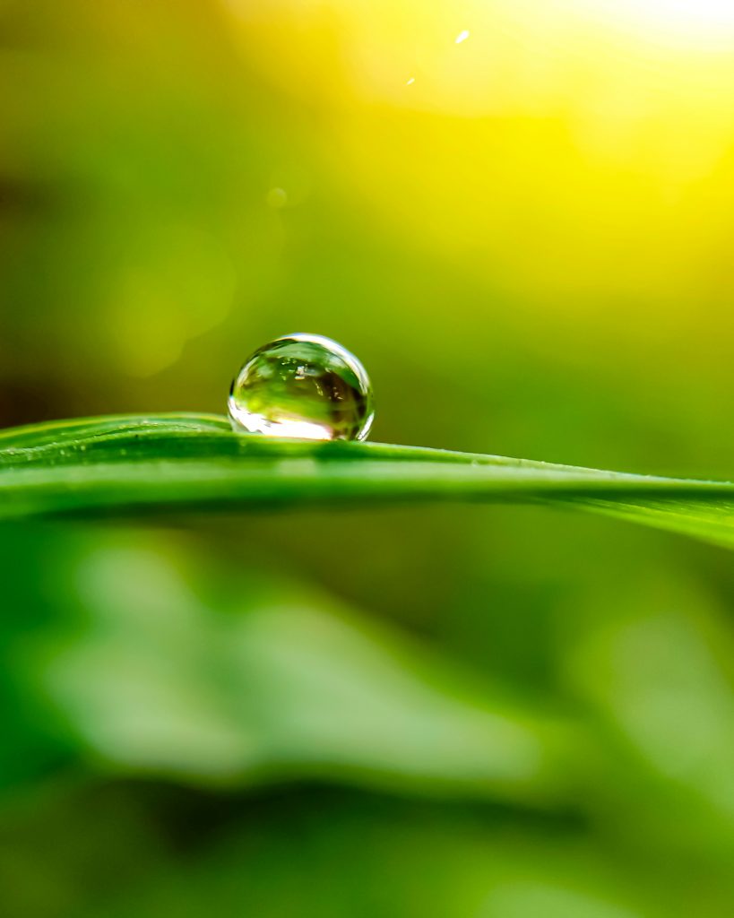 Rain droplet on grass - PixaHive