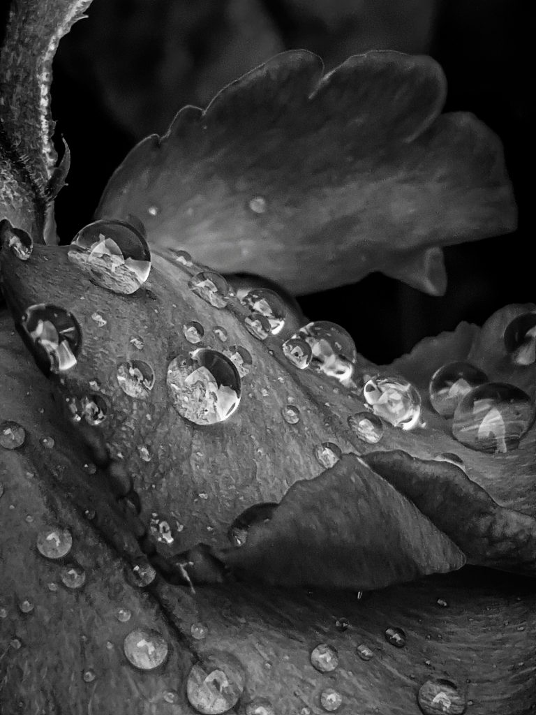 Rain droplets on Flower - PixaHive