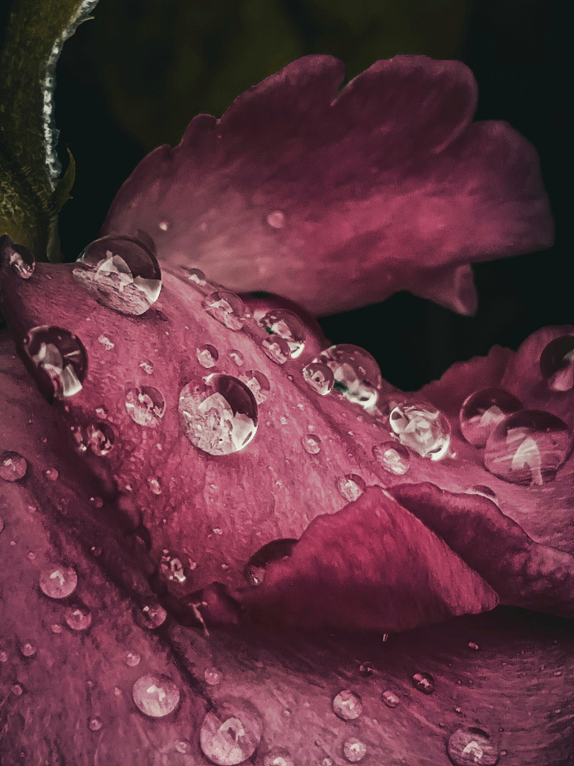 Rain droplets on Rose Flower