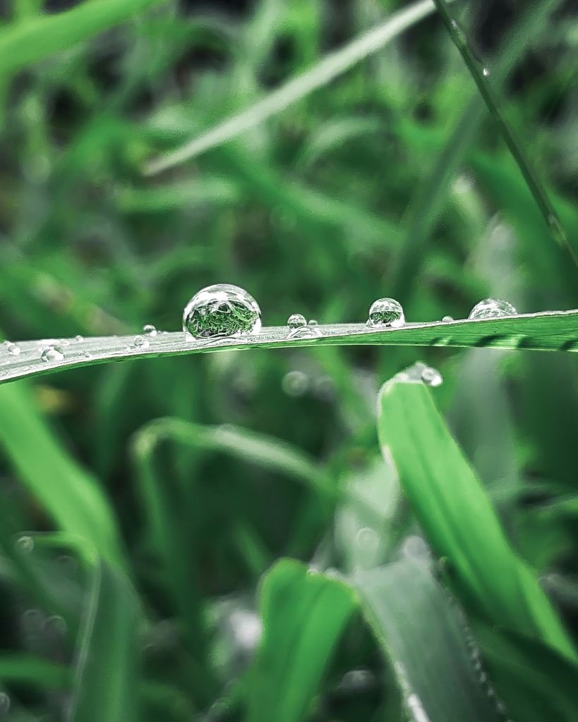 Rain Droplets On Grass - Pixahive