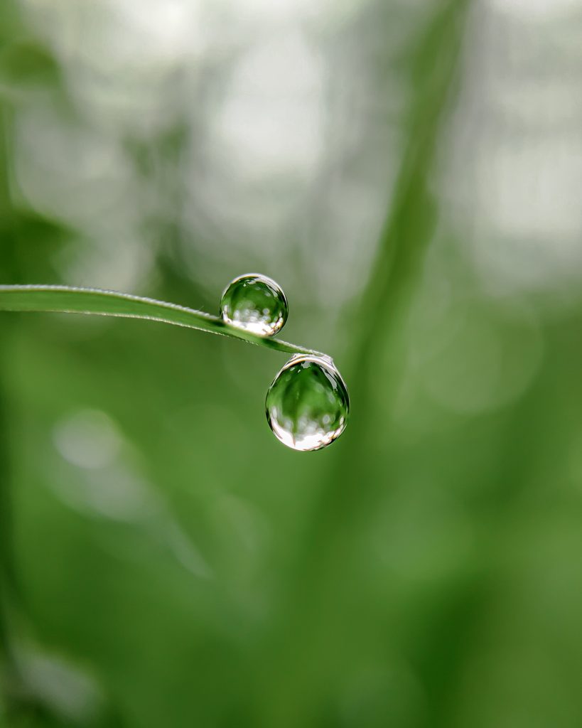 Rain Drops On Grass On Focus - Pixahive