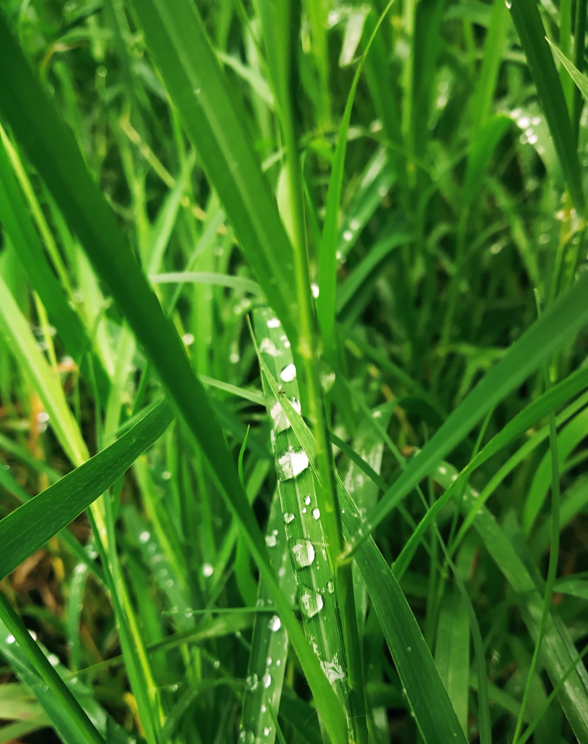 drops of rain on grass
