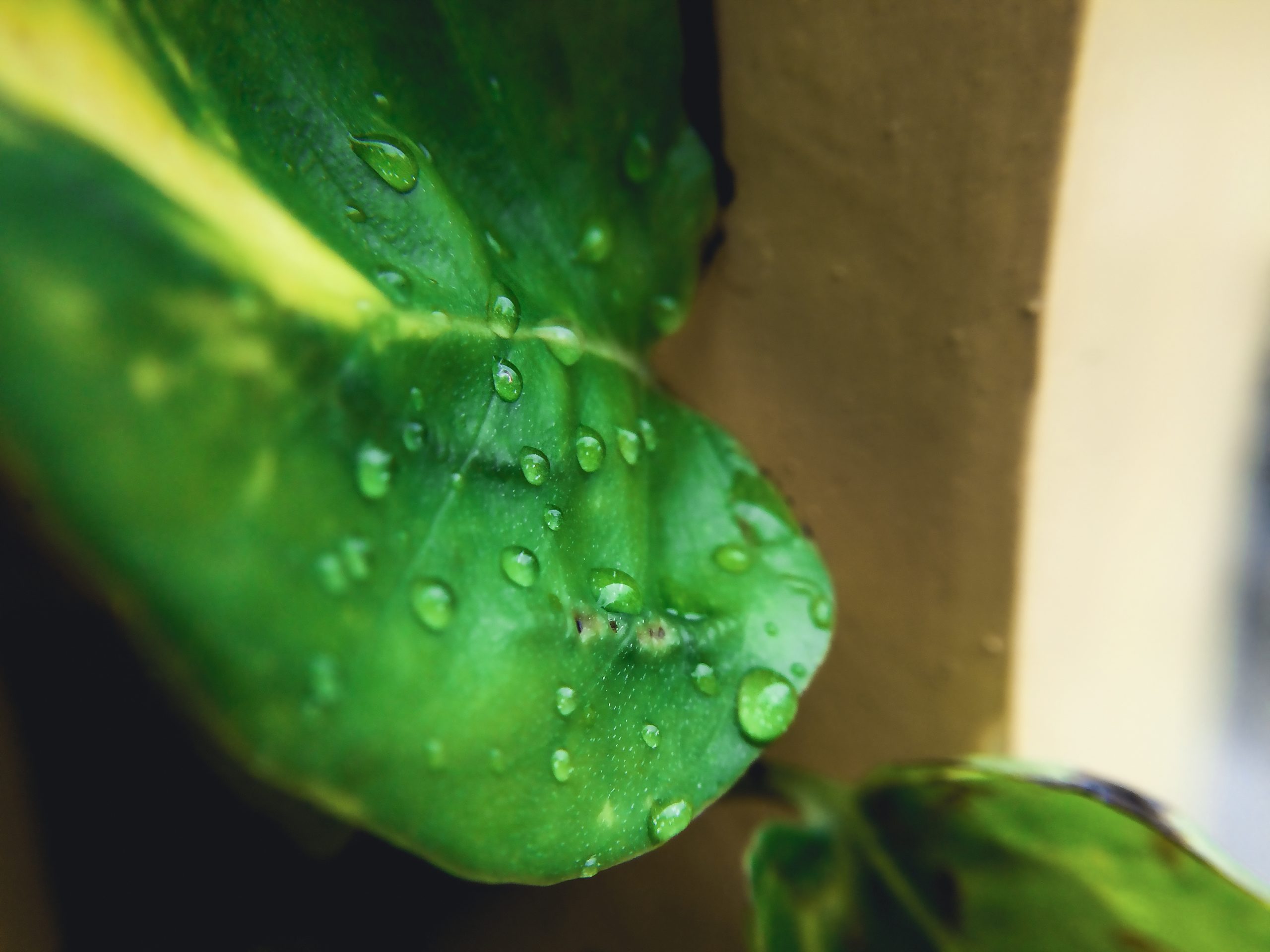 Rain drops on leaves