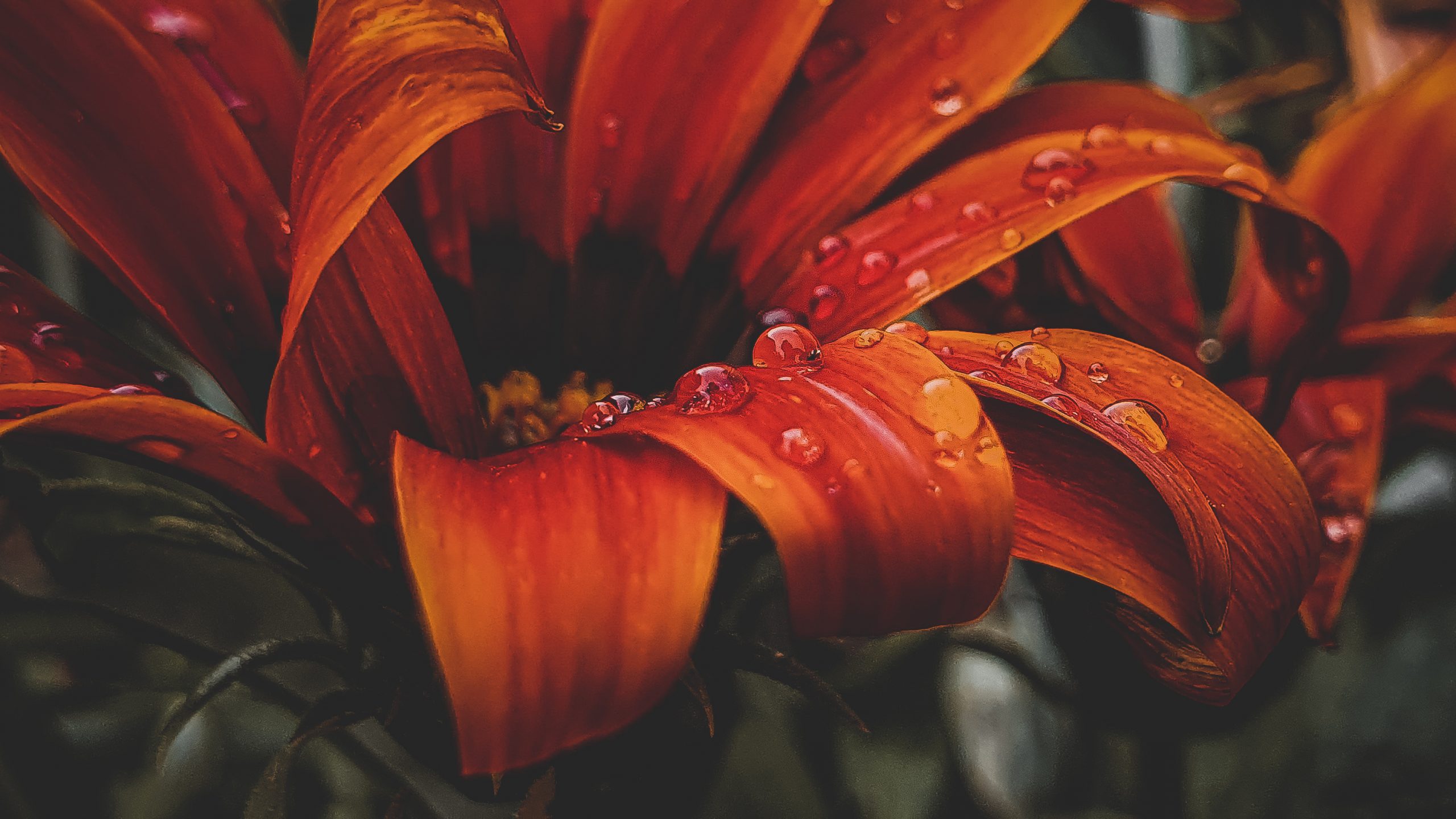 Rain kissed sunflower