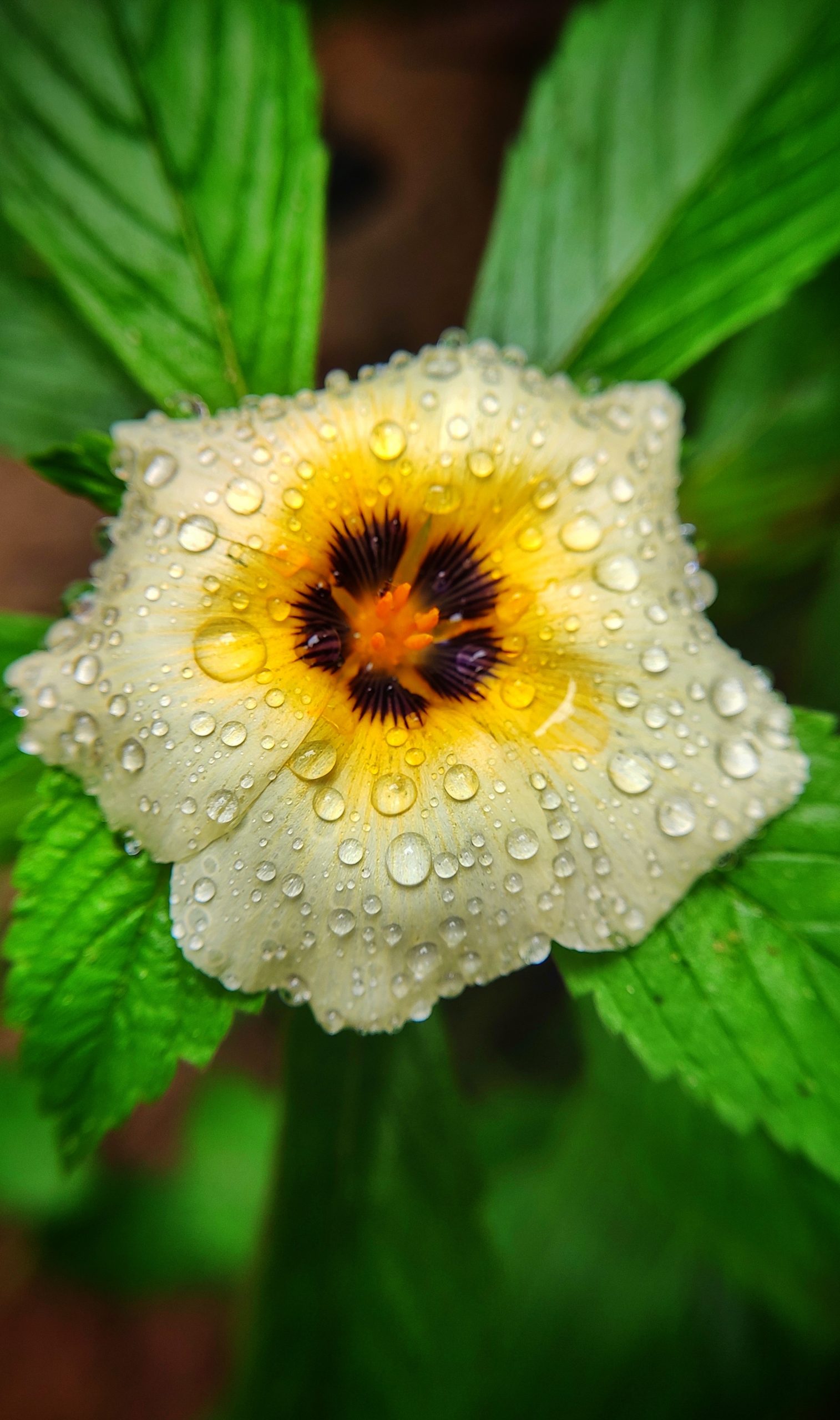 Raindrop on the Flower Petal