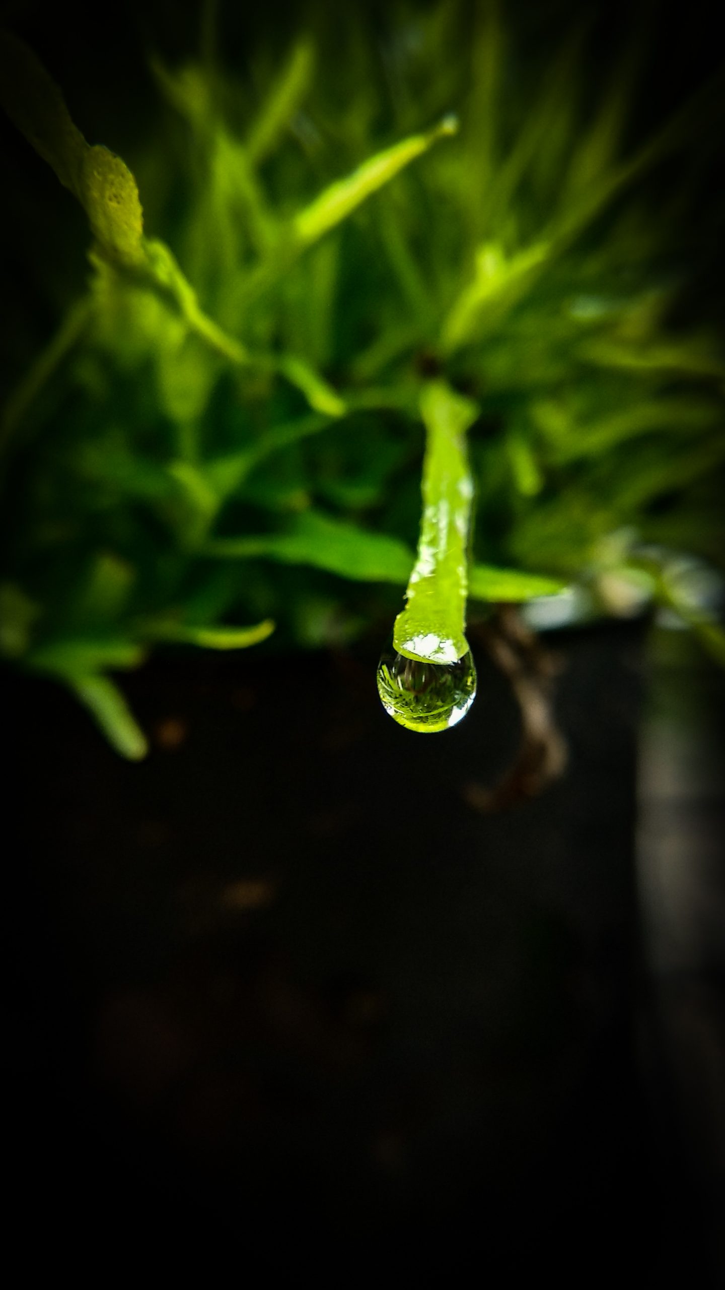 Raindrop on the leaf