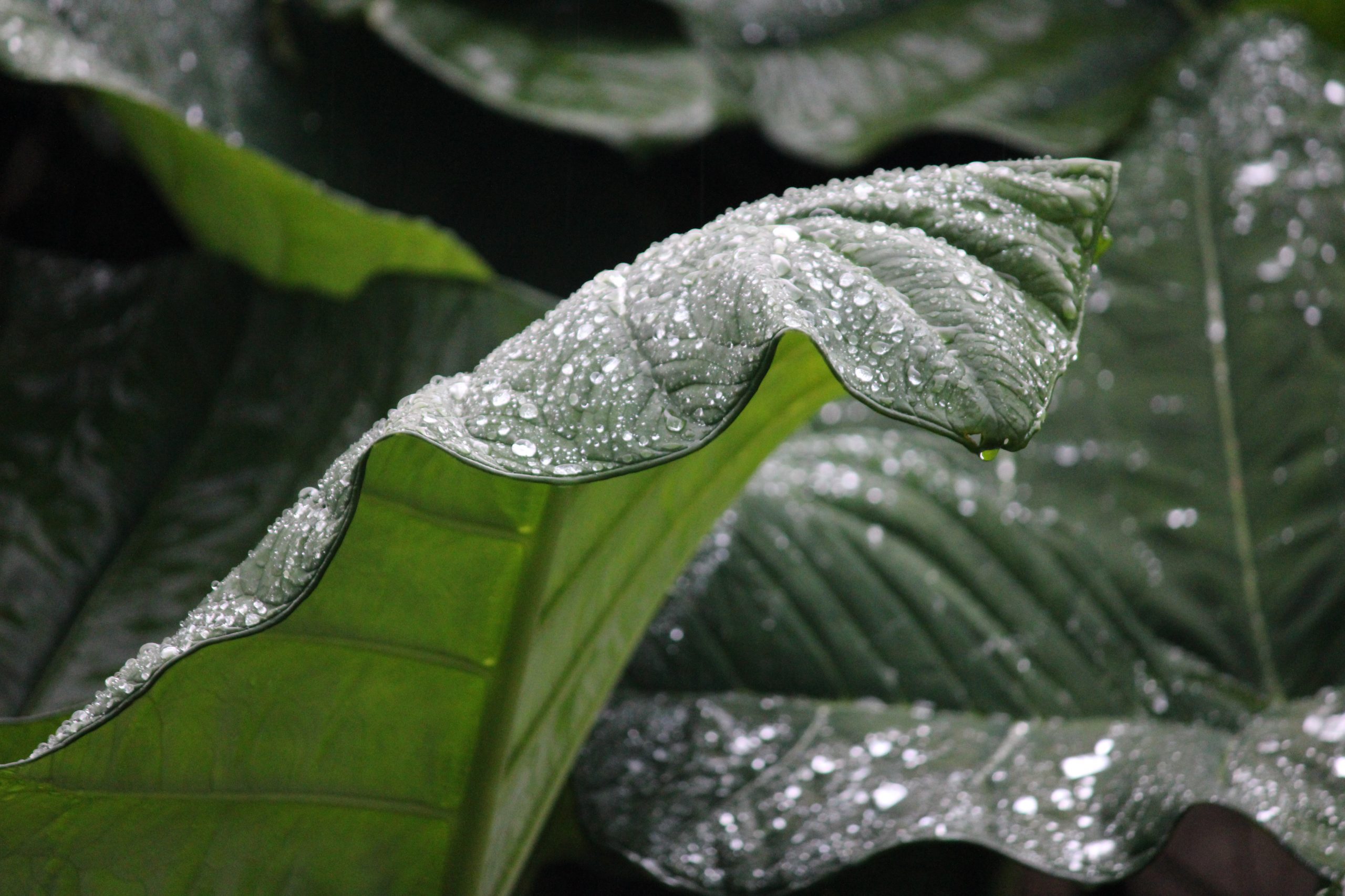 Raindrops