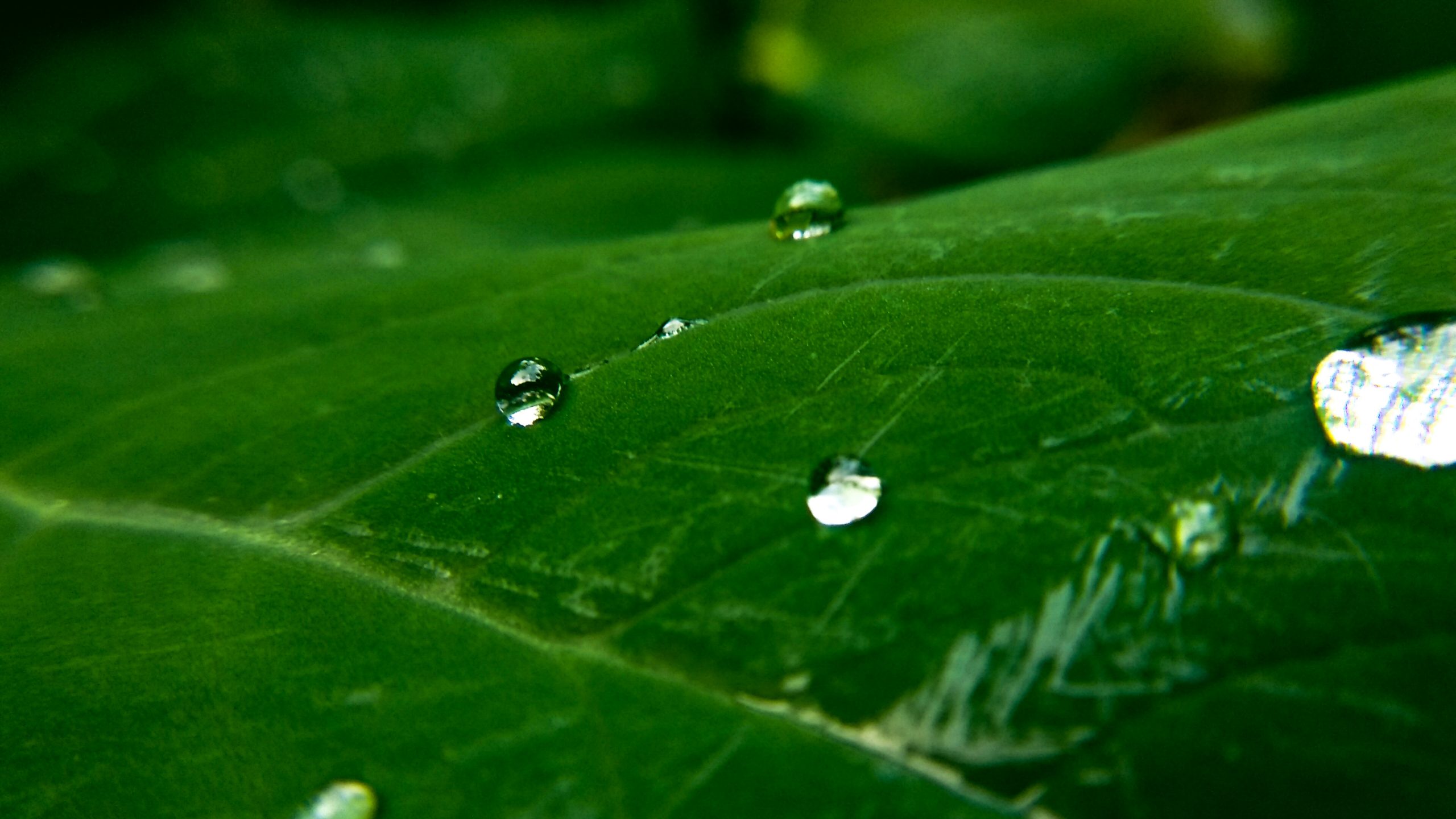 Raindrops that touches the leaf