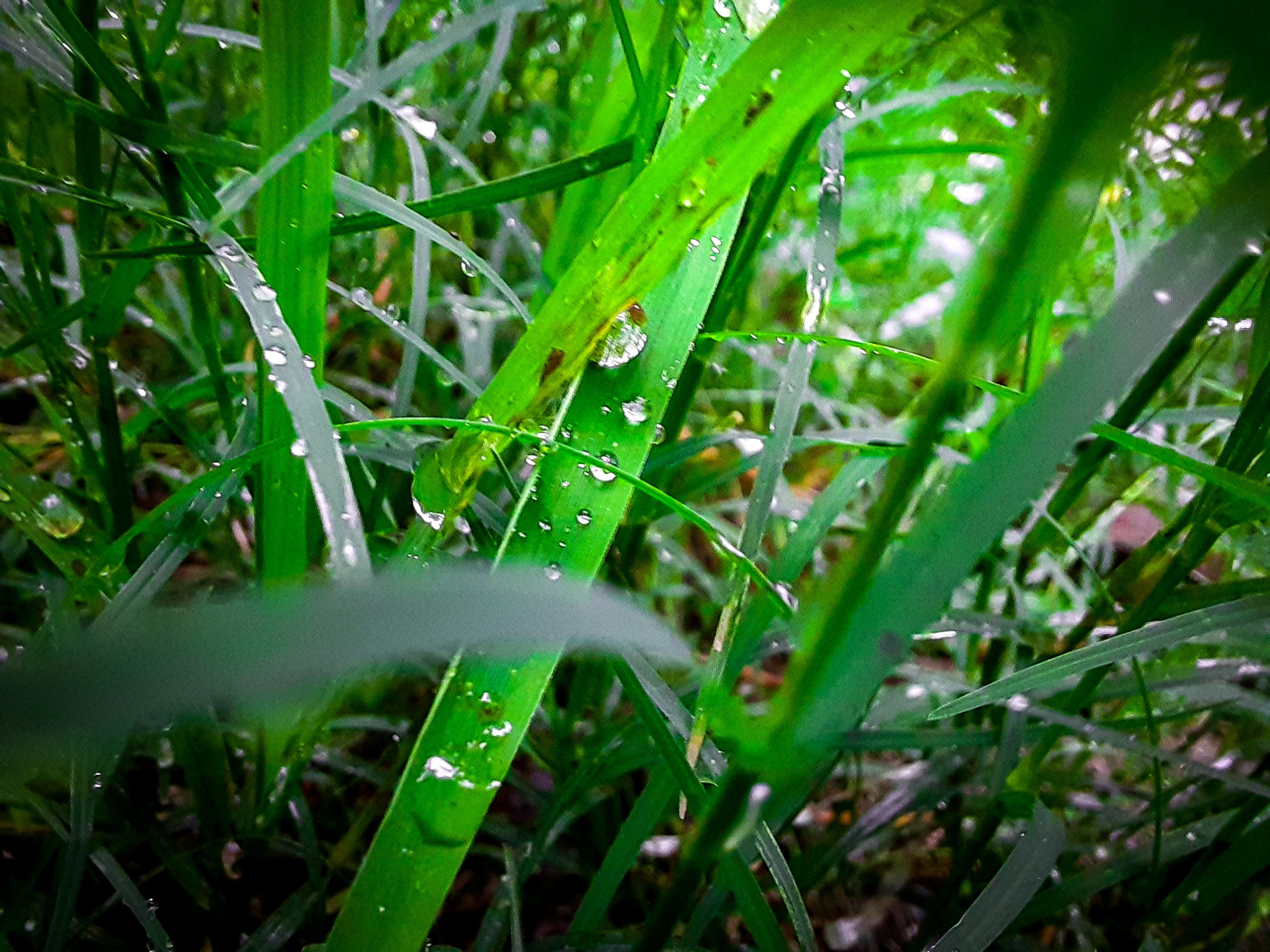 Rainy grass with water drops