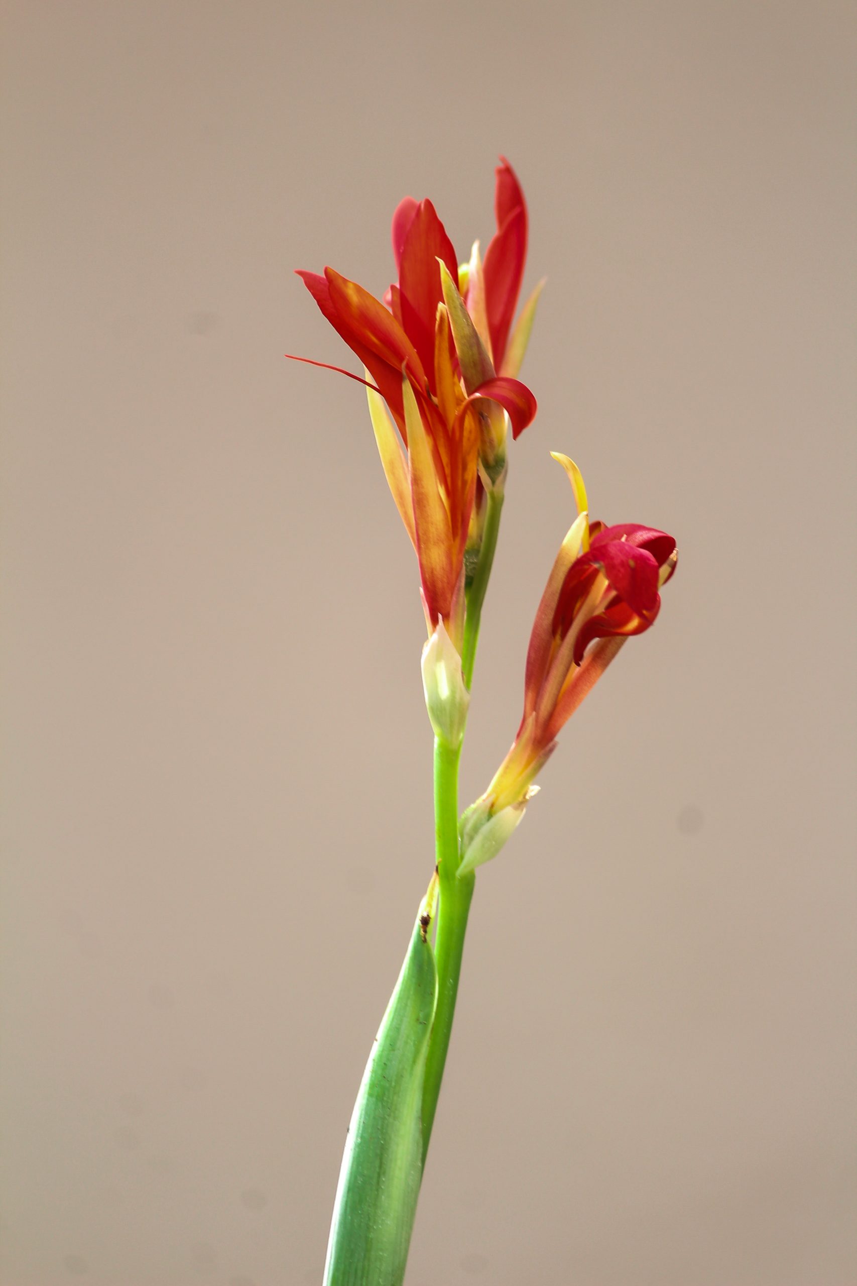 Red Canna Flowers on Focus