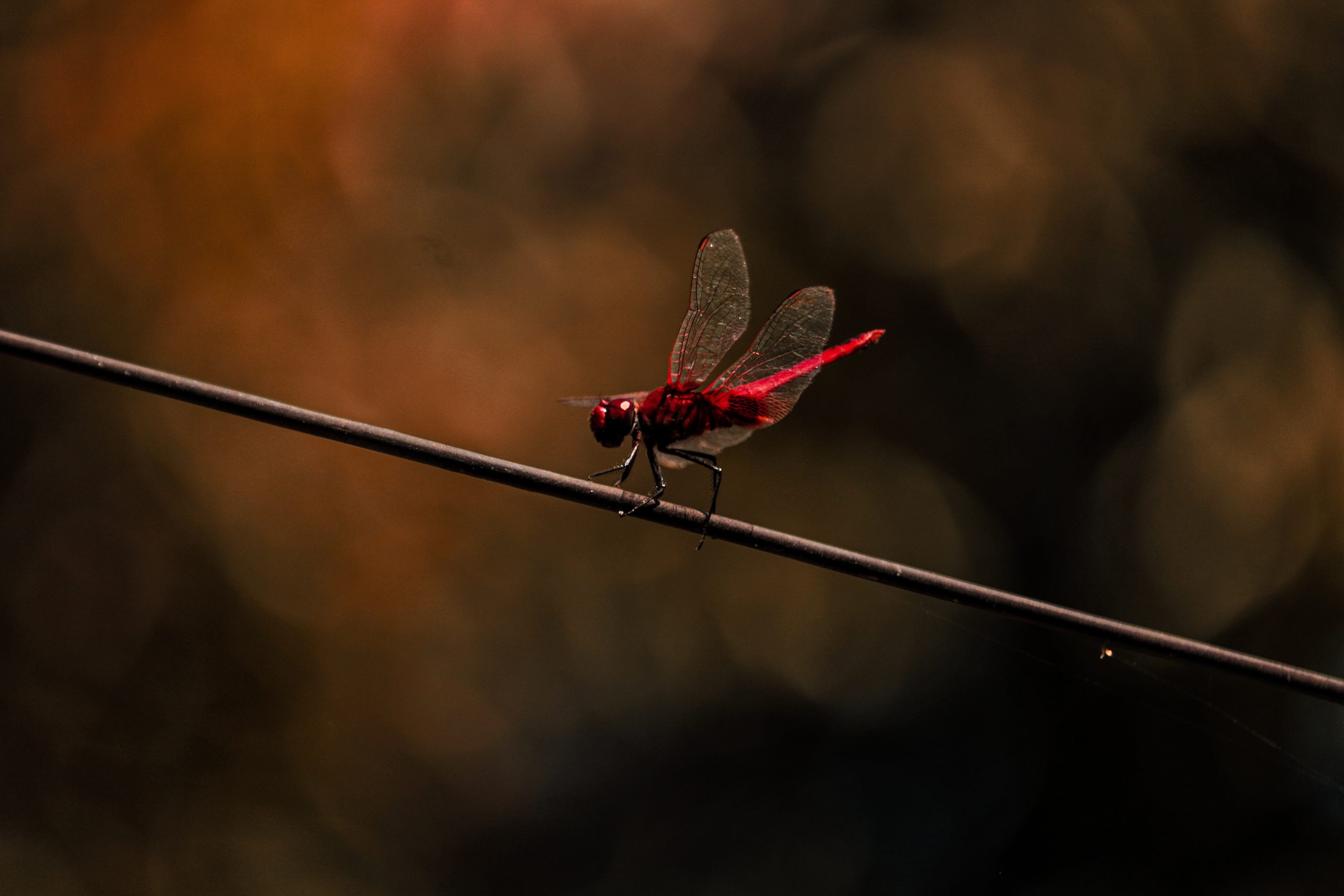 Red Drangonfly