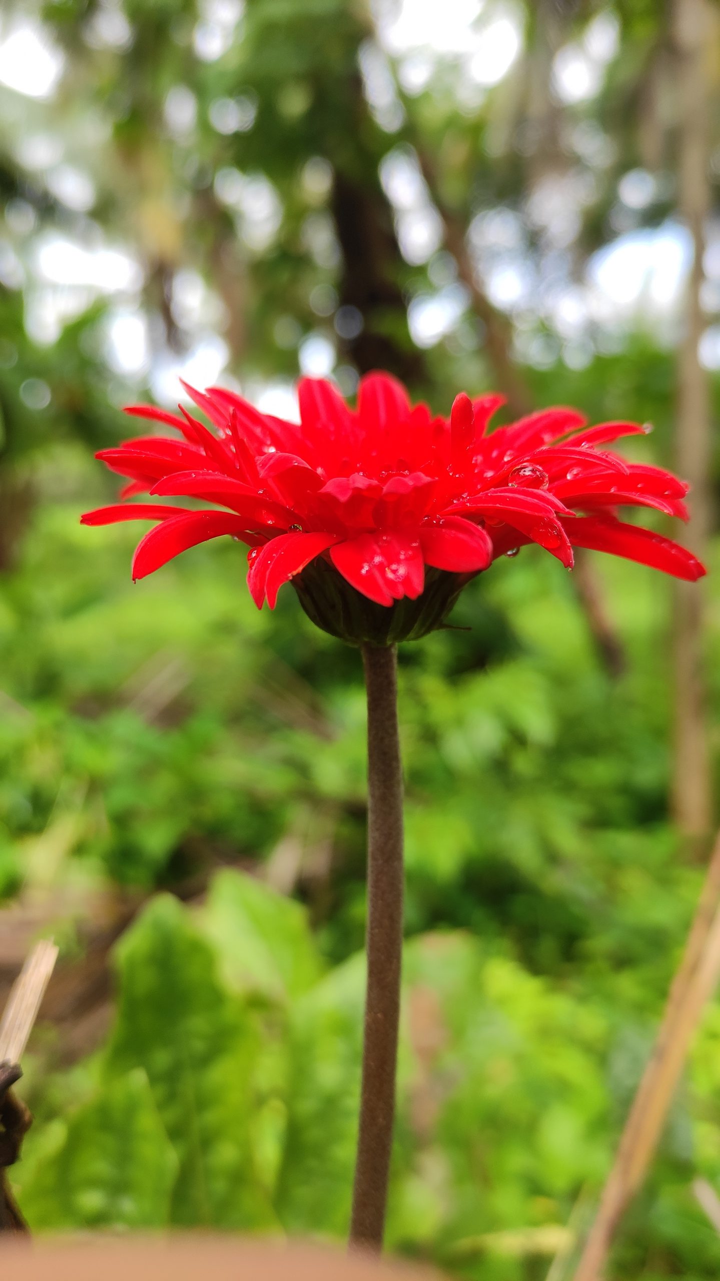 Red Flower