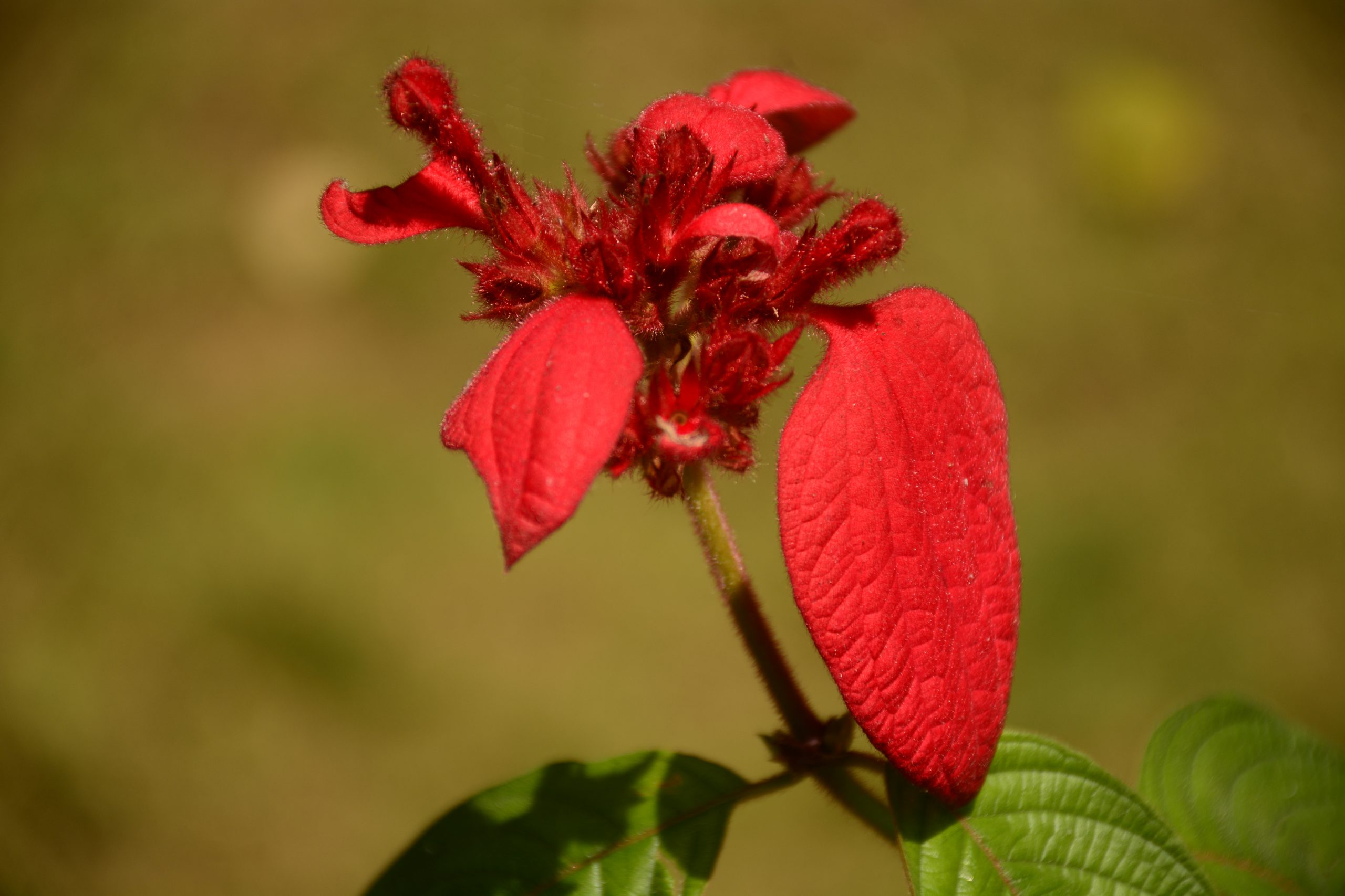 Red Flower