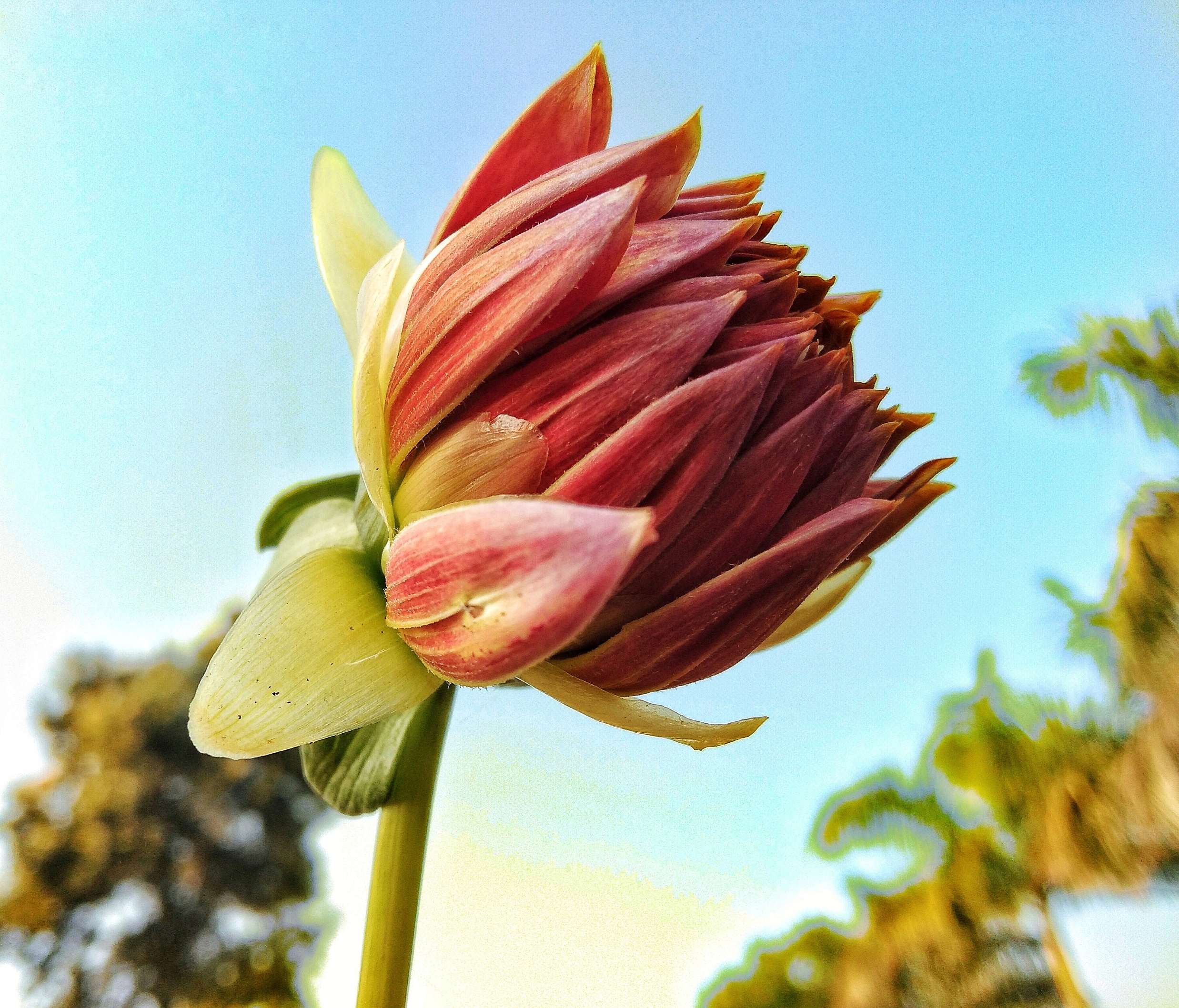 Red Flower