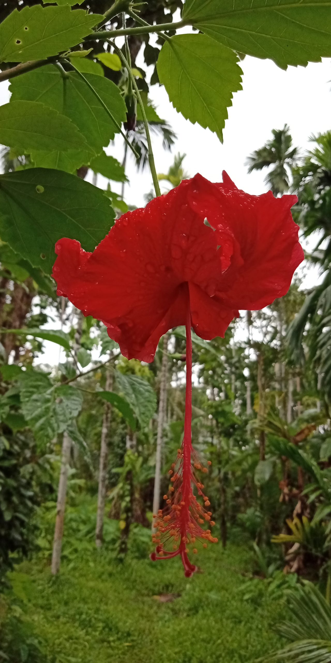 Red Flower in the Garden