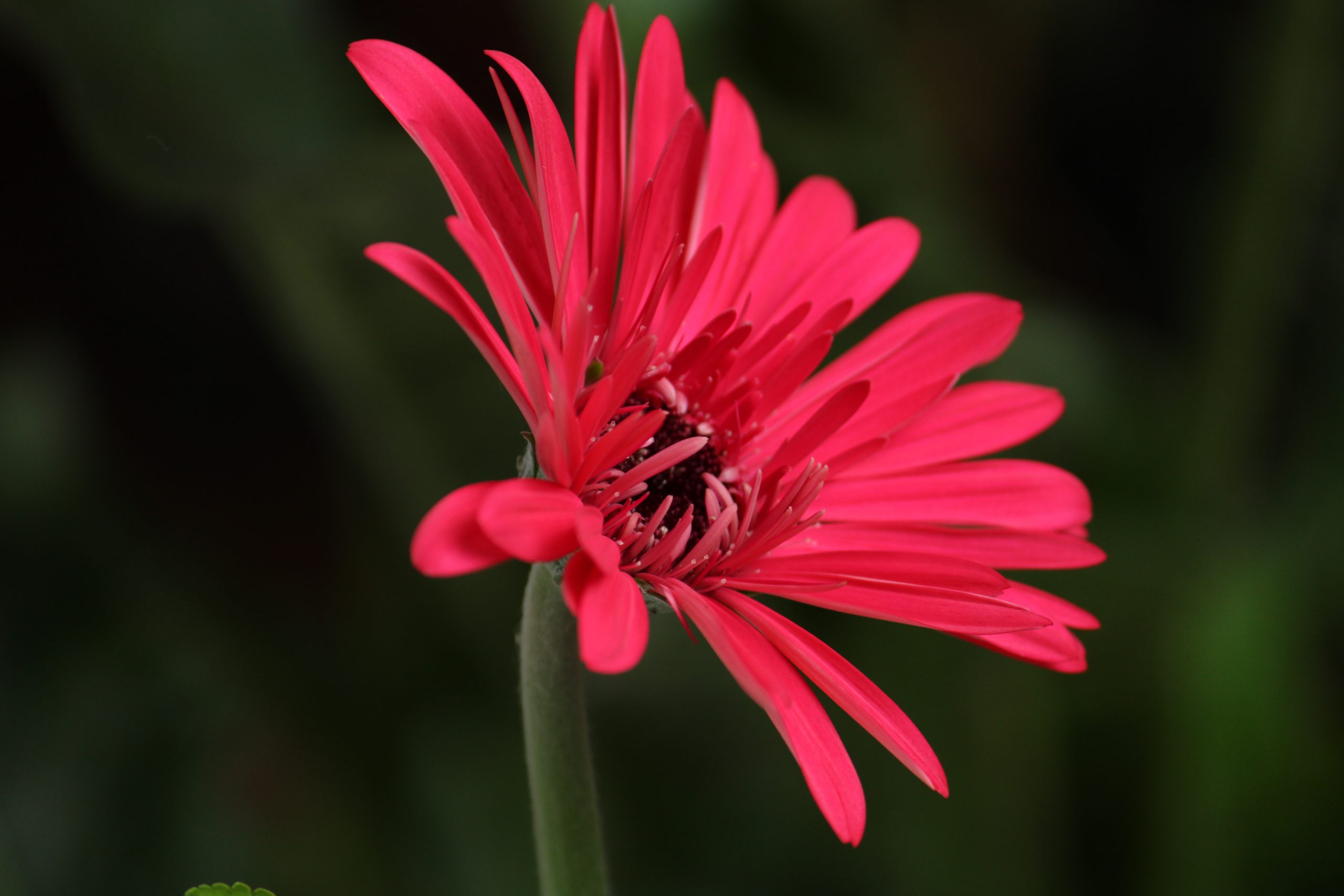 Red Flower on Focus