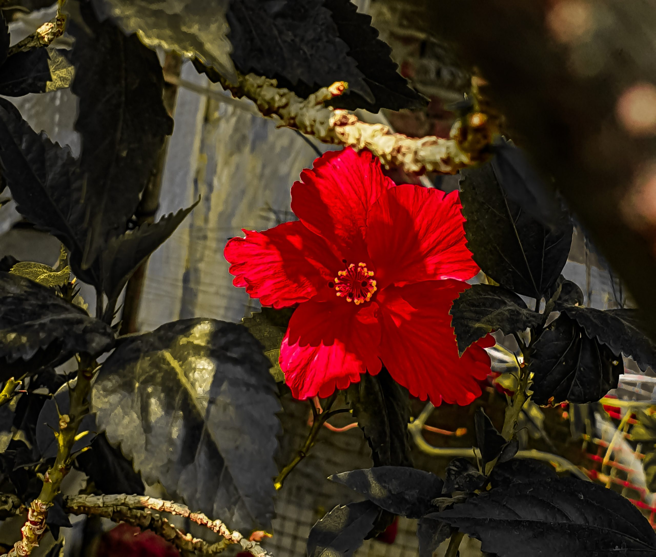 Red Hibiscus Flower