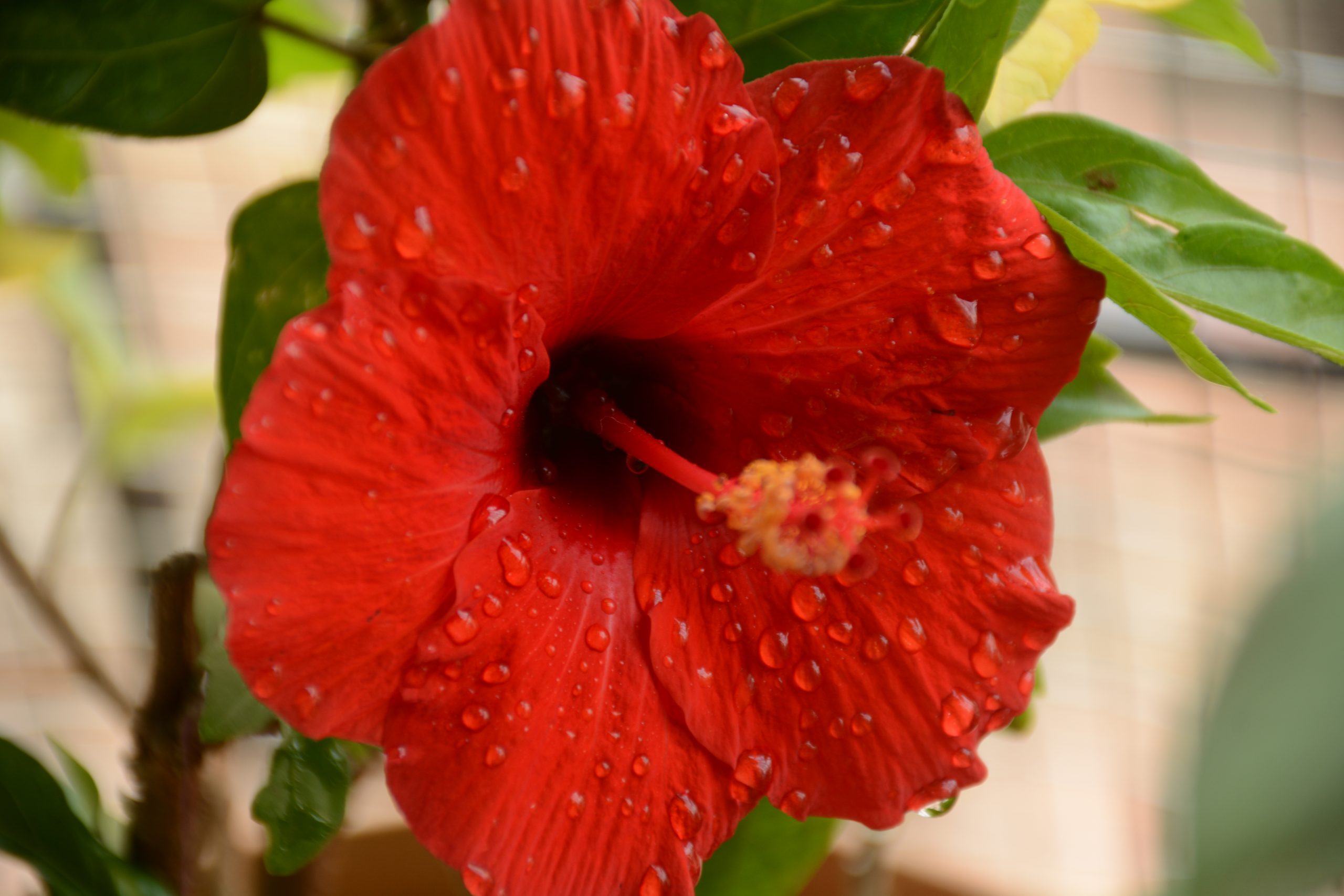 Red Hibiscus Flower