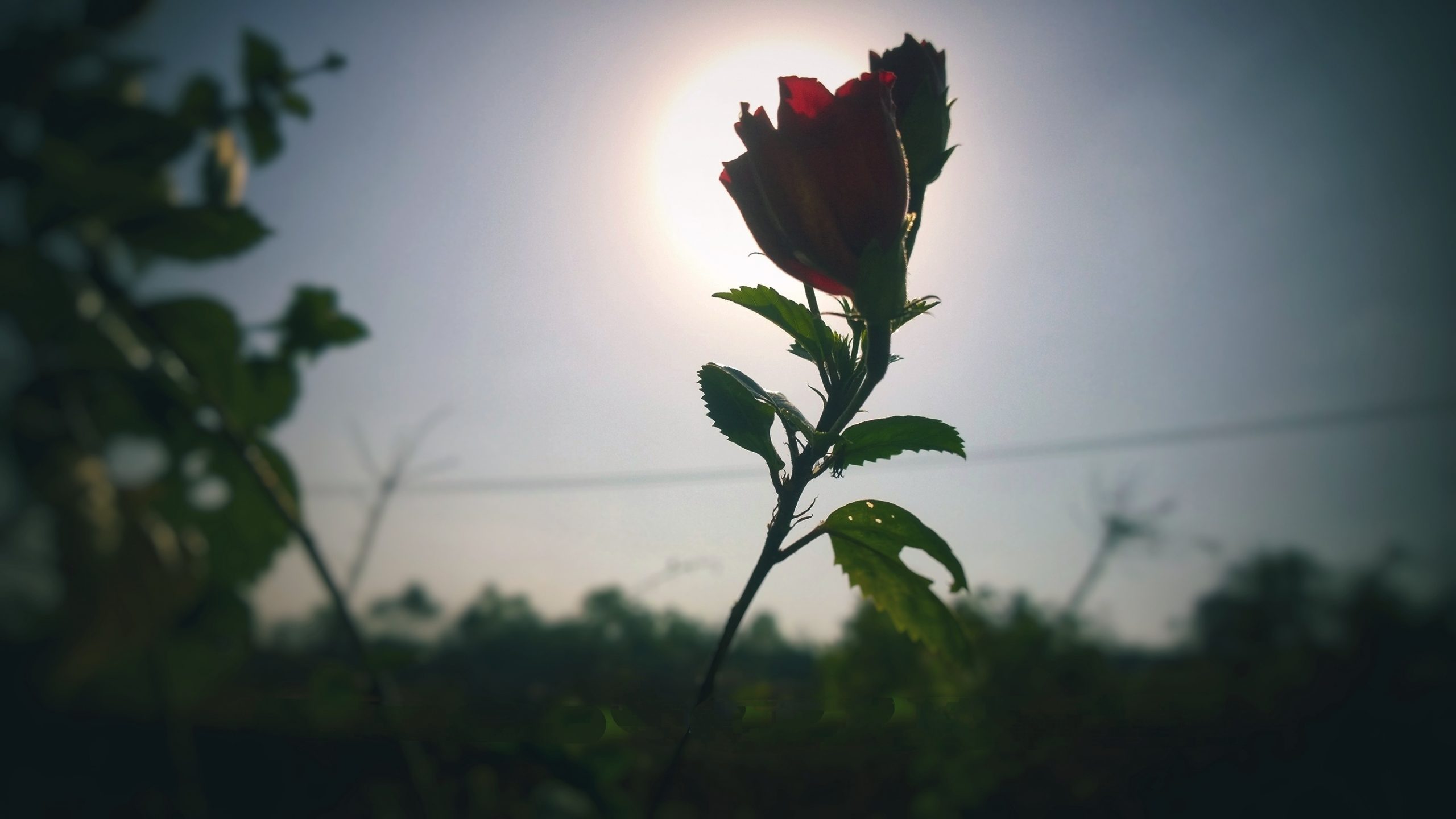 Red Rose on the Spot