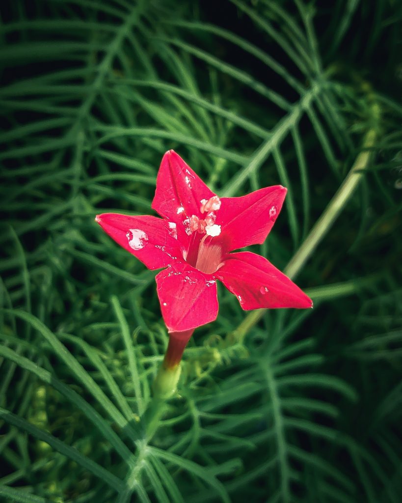 Red Star Flower Pixahive