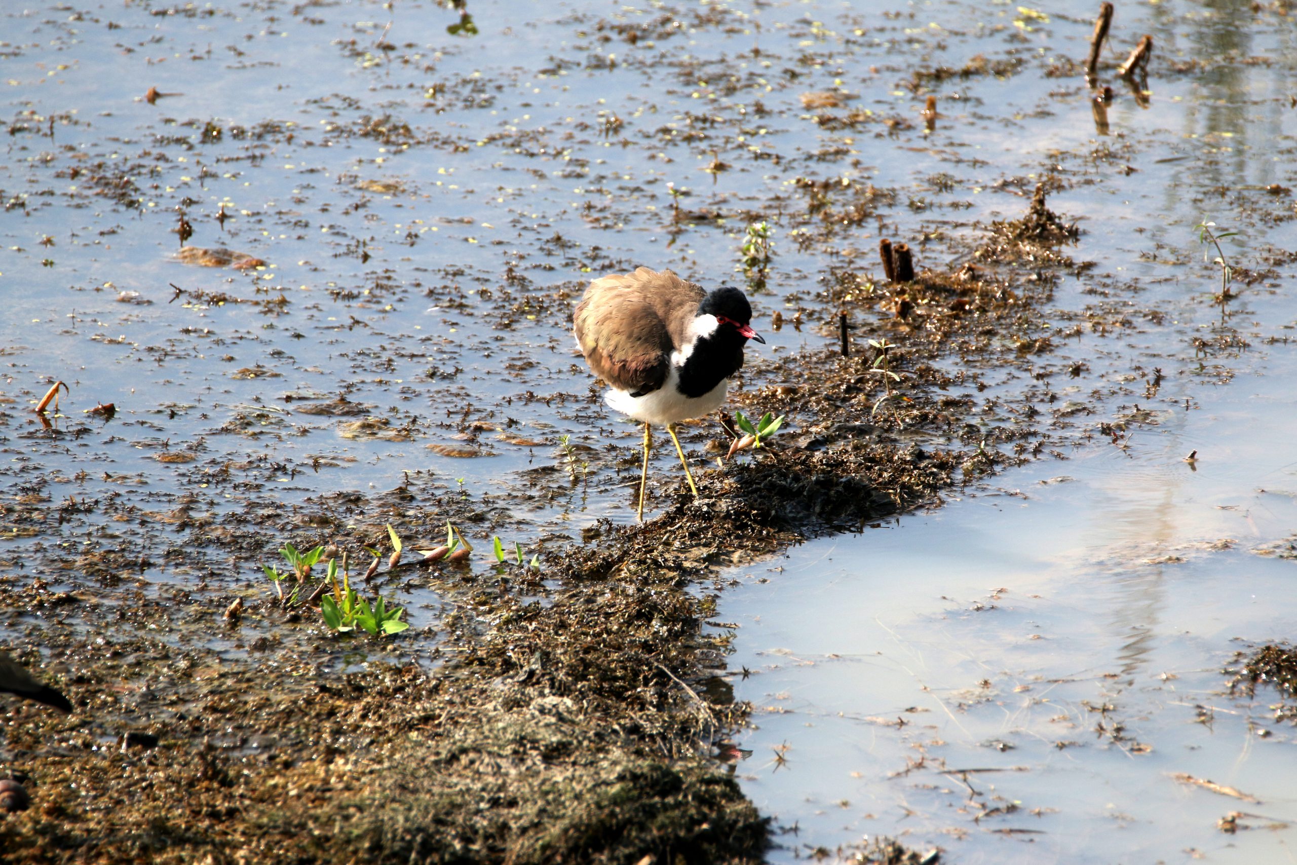 Red Wattled Lapwing