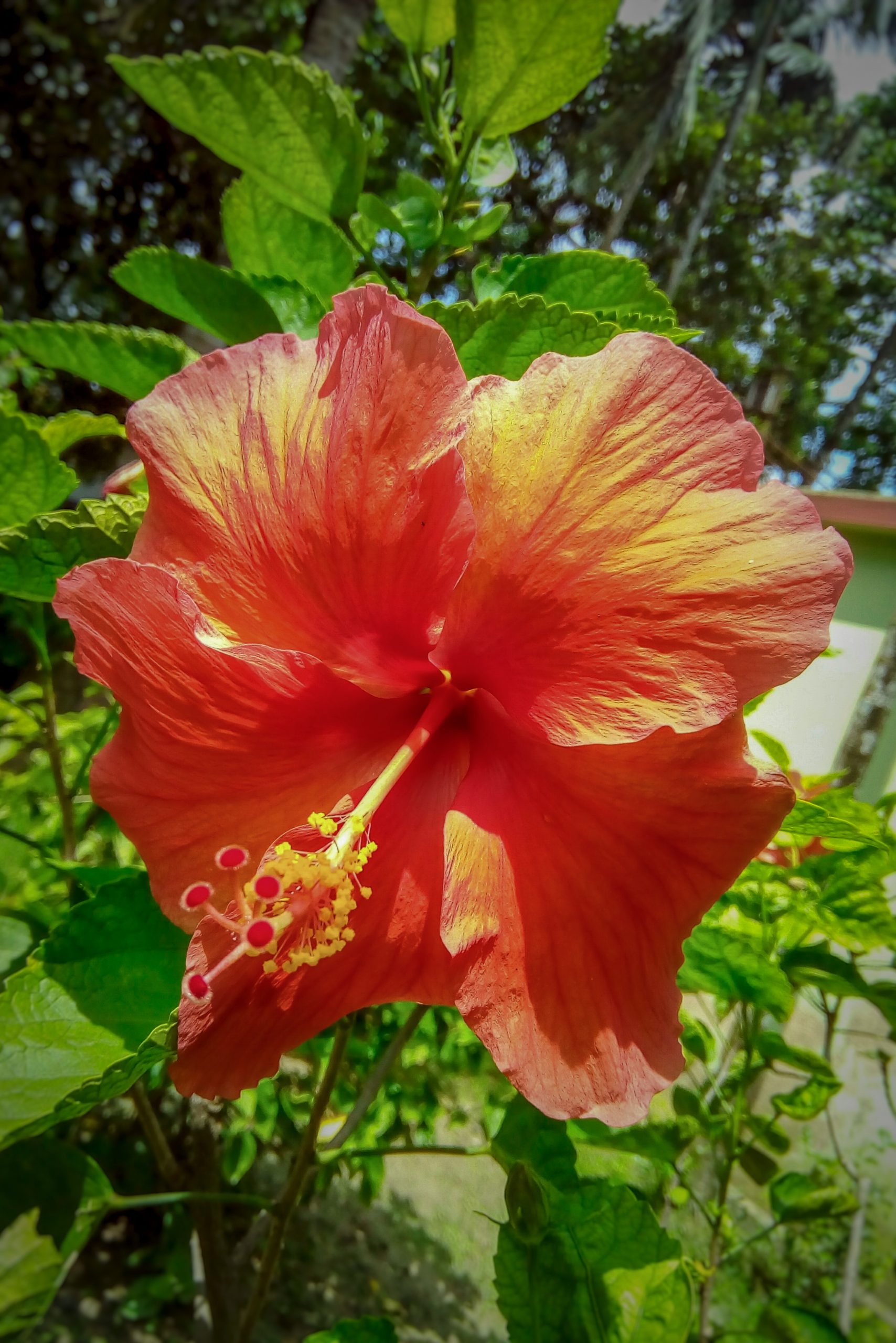 Red and yellow hibiscus