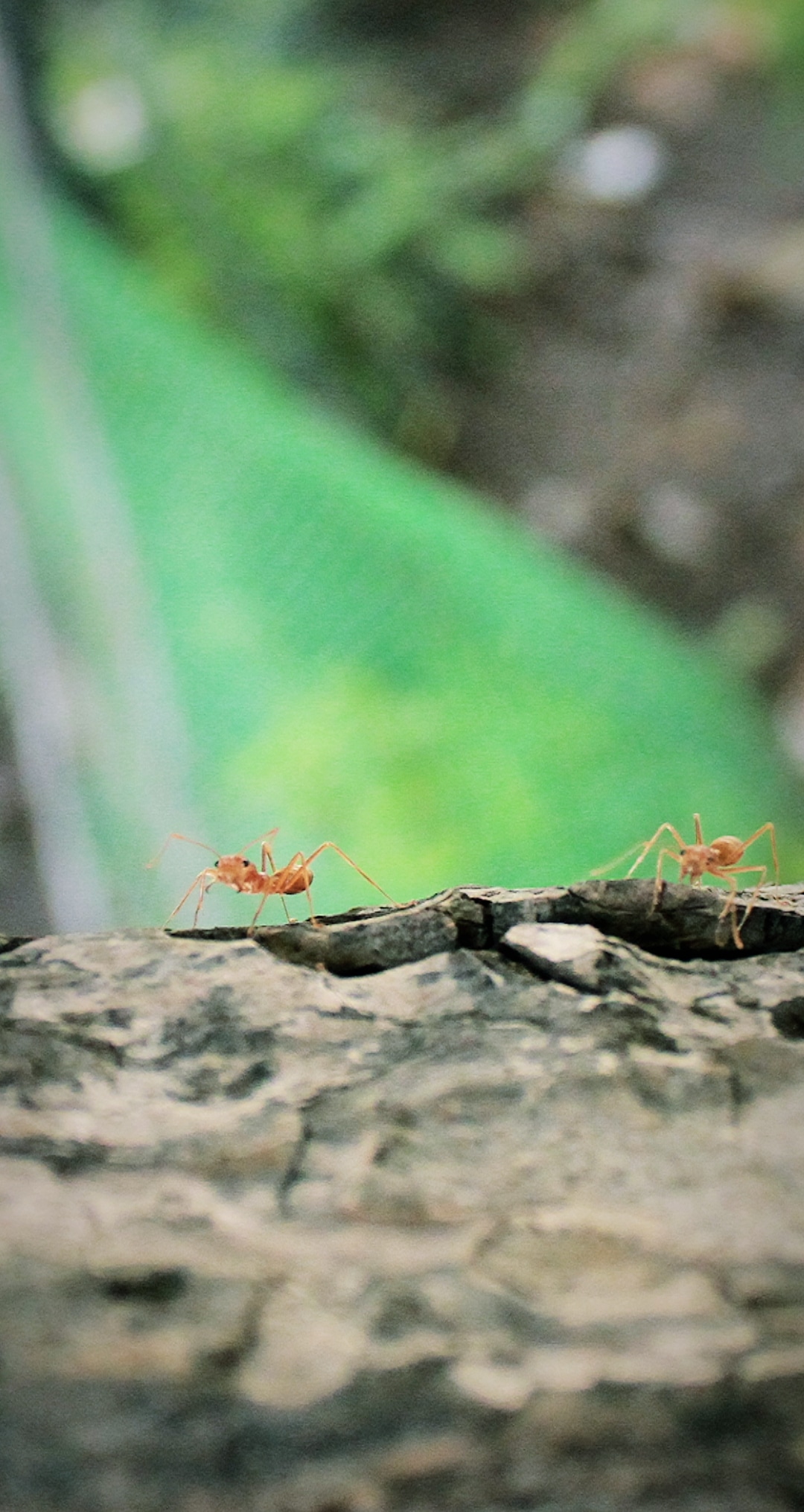 Red ants close up