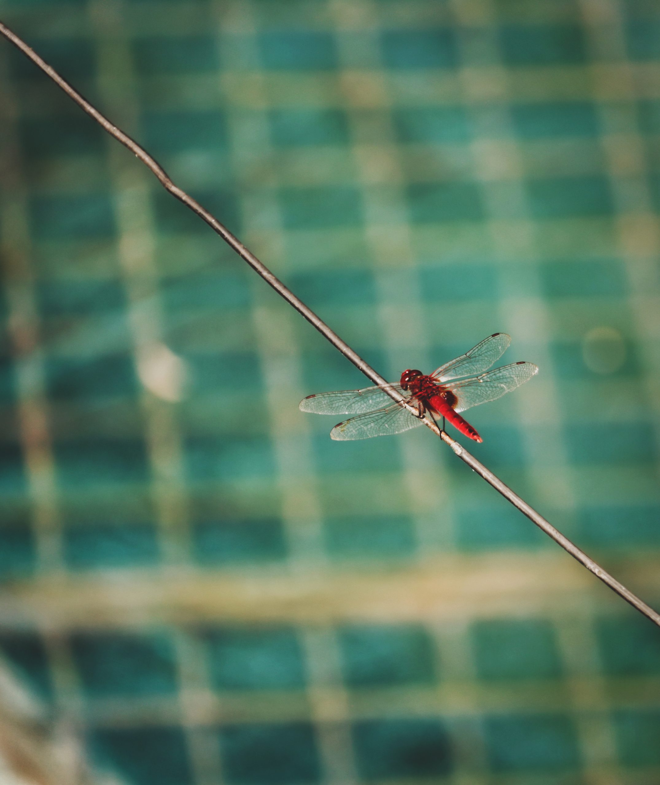 Red dragonfly closeup