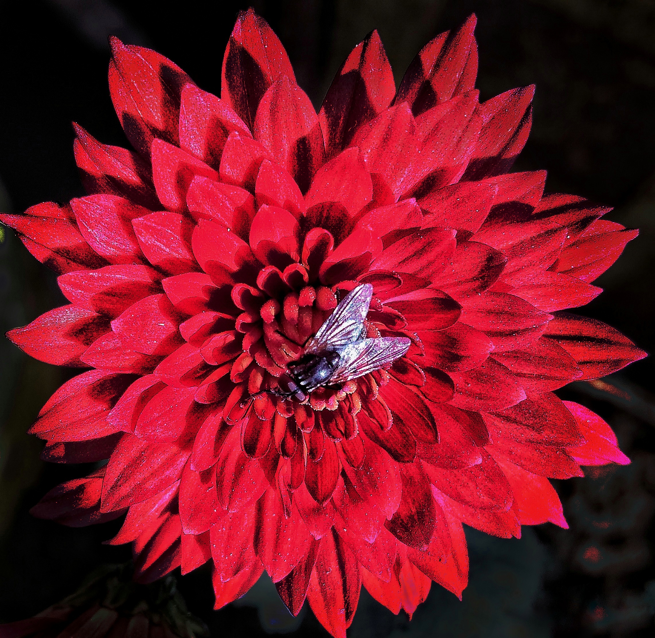 Fly visiting flower